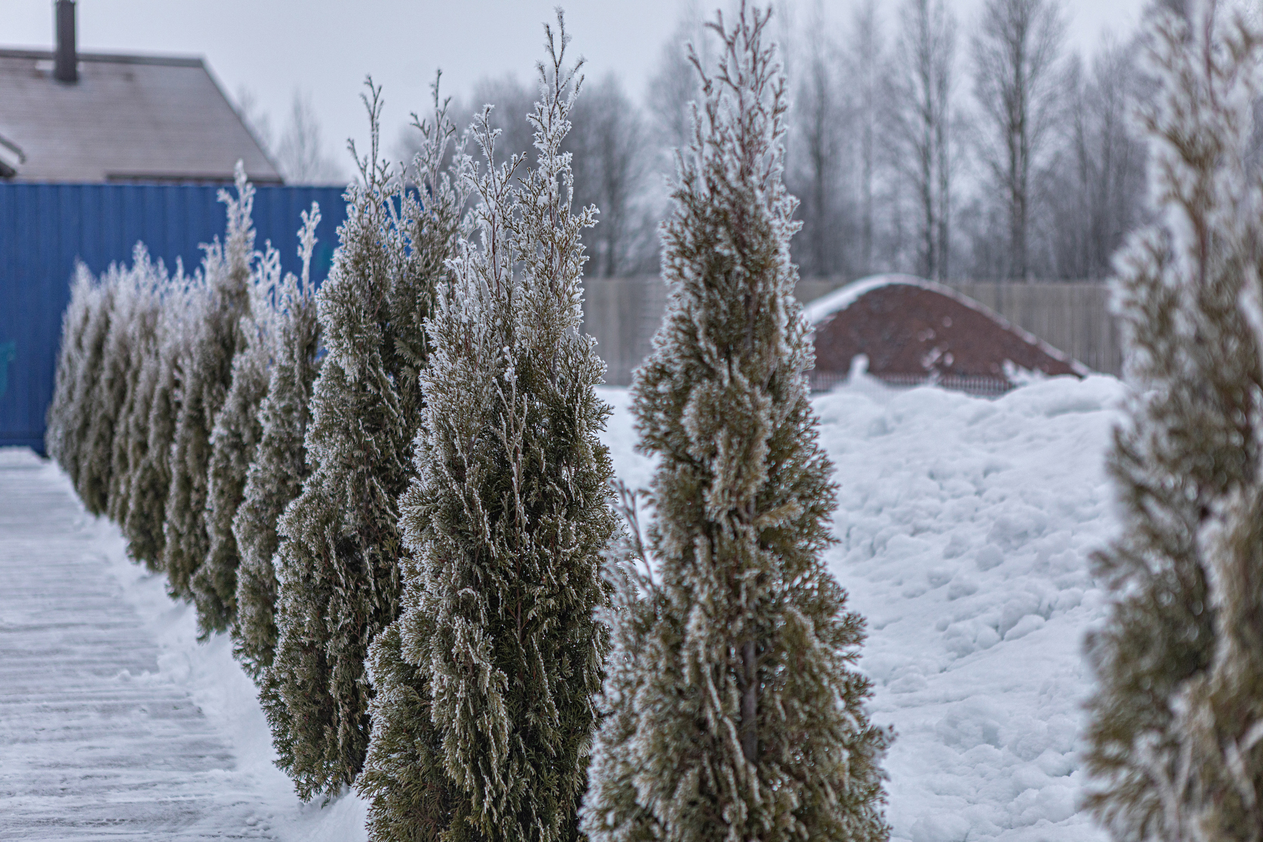 7. Фотограф в Санкт — Петербурге Анна Конофало