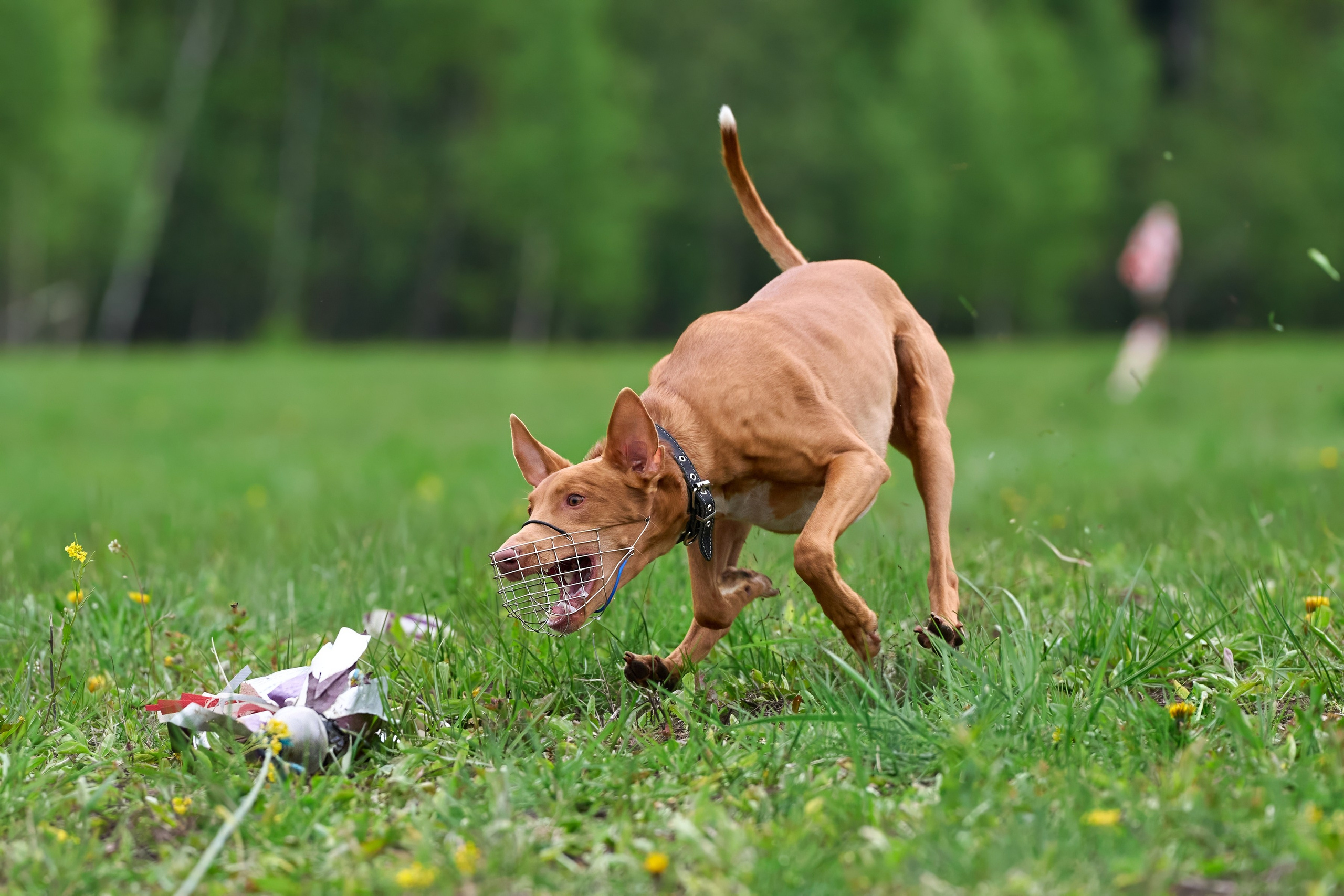 Тренировка по курсингу Донино. Фотограф-анималист Михаил Манухин