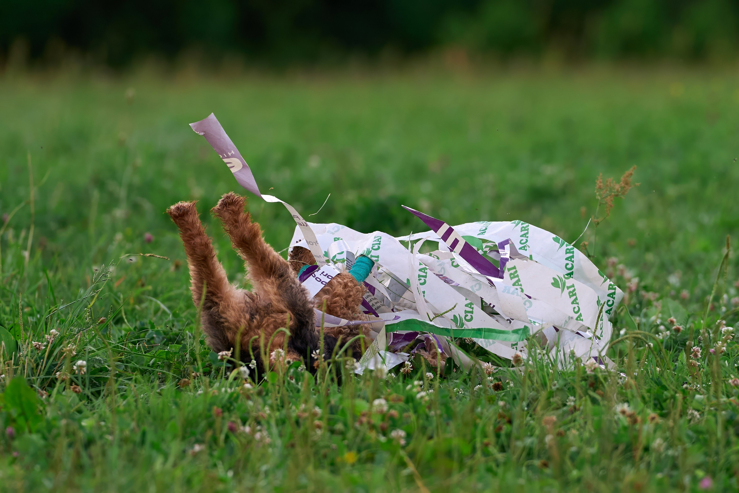 Тренировка по курсингу в Донино. Фотограф-анималист Михаил Манухин