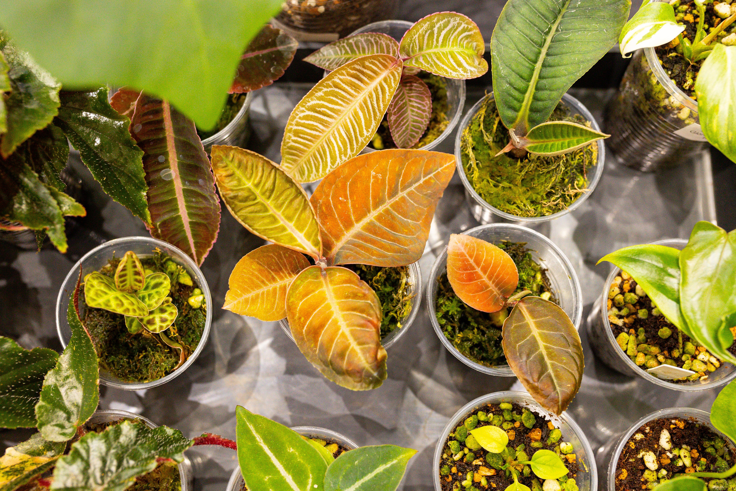 Орхидиум сентябрь 2025. Александра Куликова фотограф, Москва