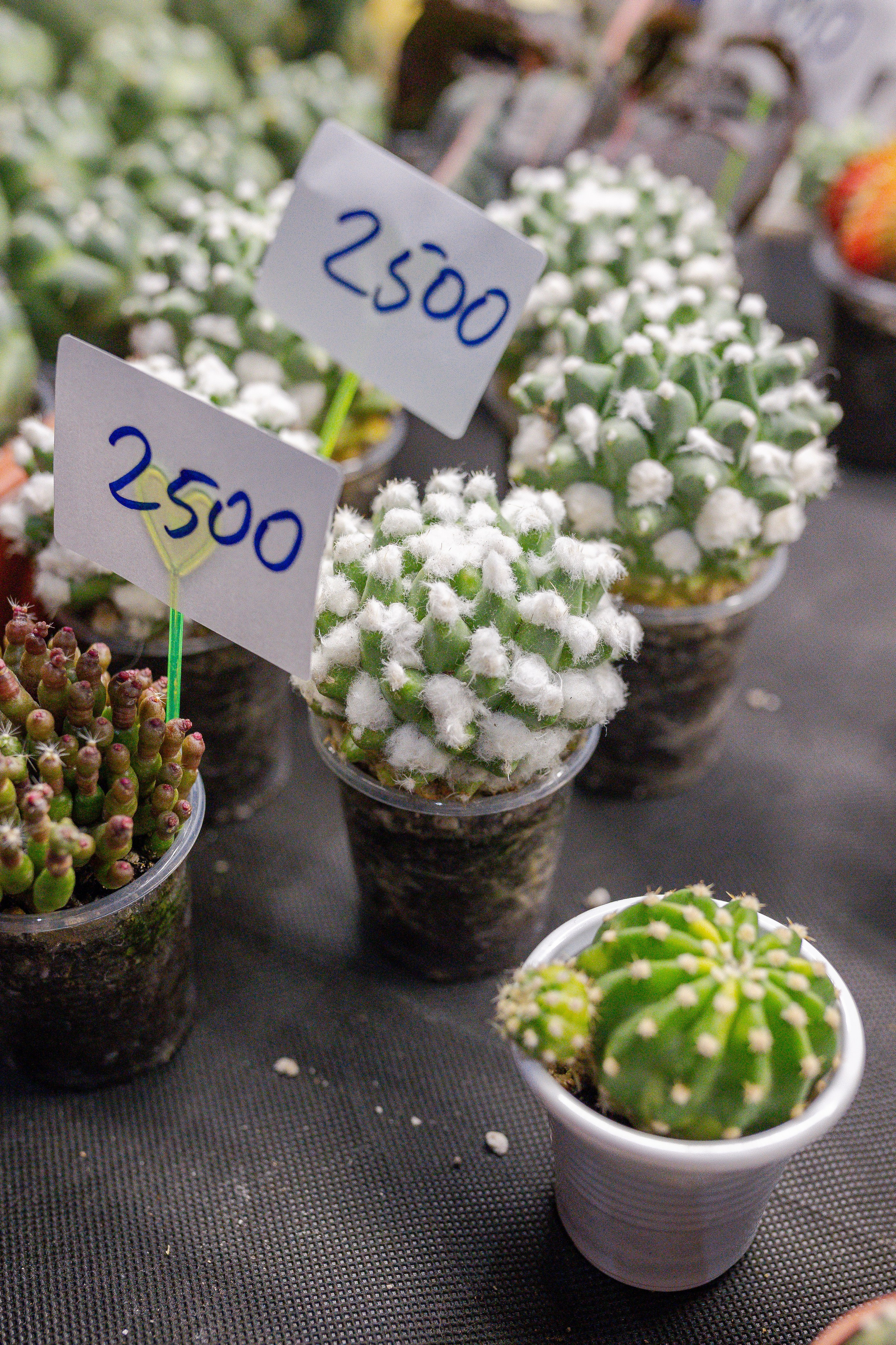 Орхидиум 12.2025. Александра Куликова фотограф, Москва