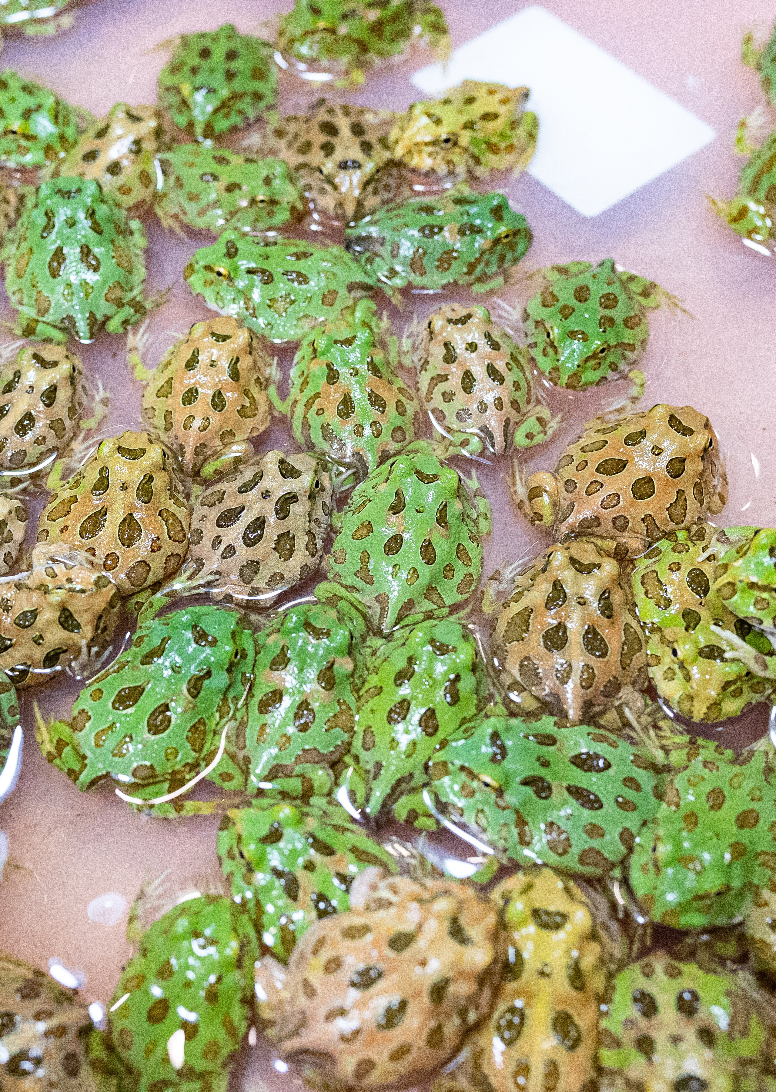 Рептилиум 2024. Александра Куликова фотограф, Москва