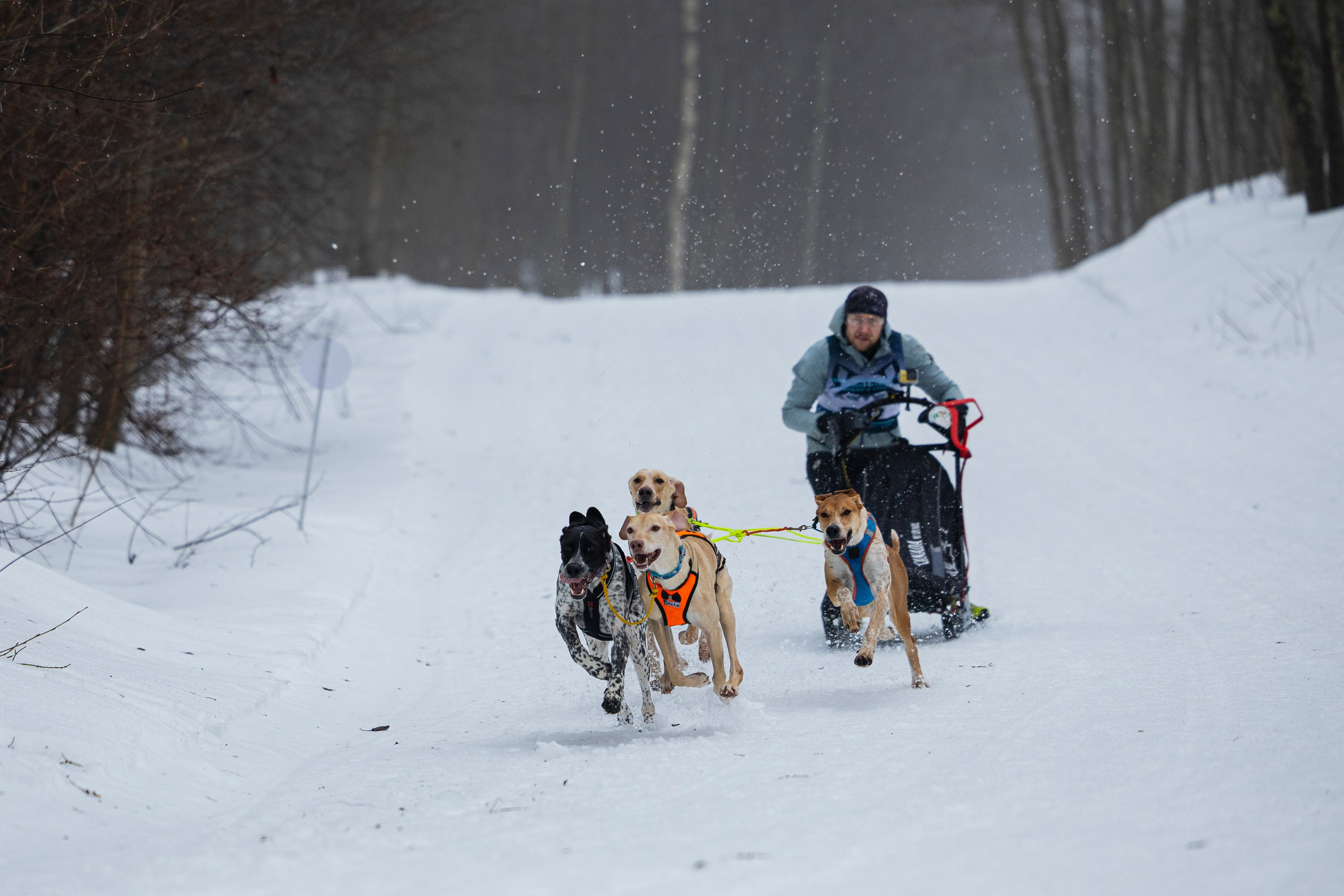 Зимний Чемпионат Санкт-Петербурга по ездовому спорту. Фотограф-анималист Анна Маринич