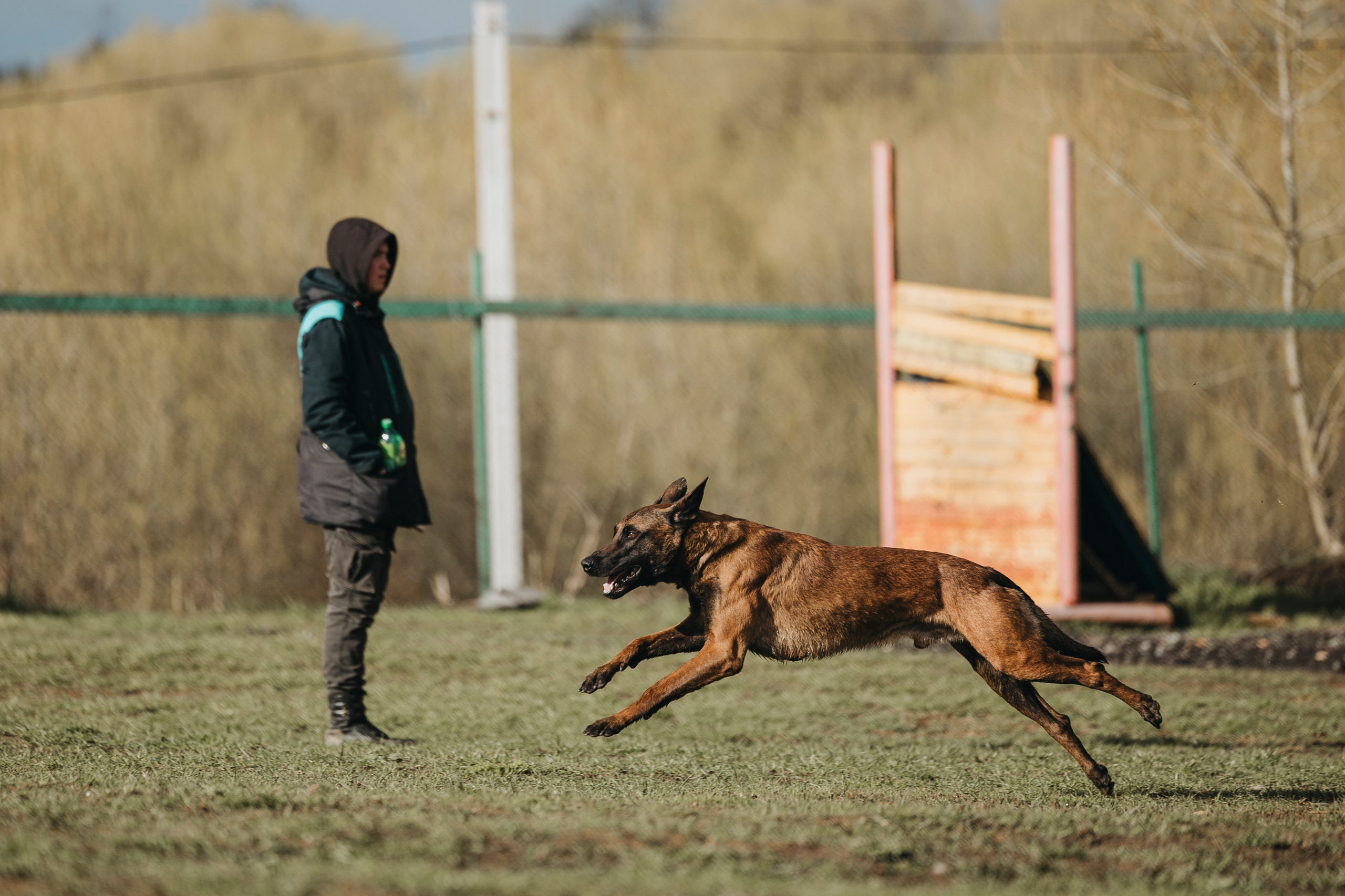 09.05.25 Вологда соревнования. Фотограф-анималист Анна Маринич