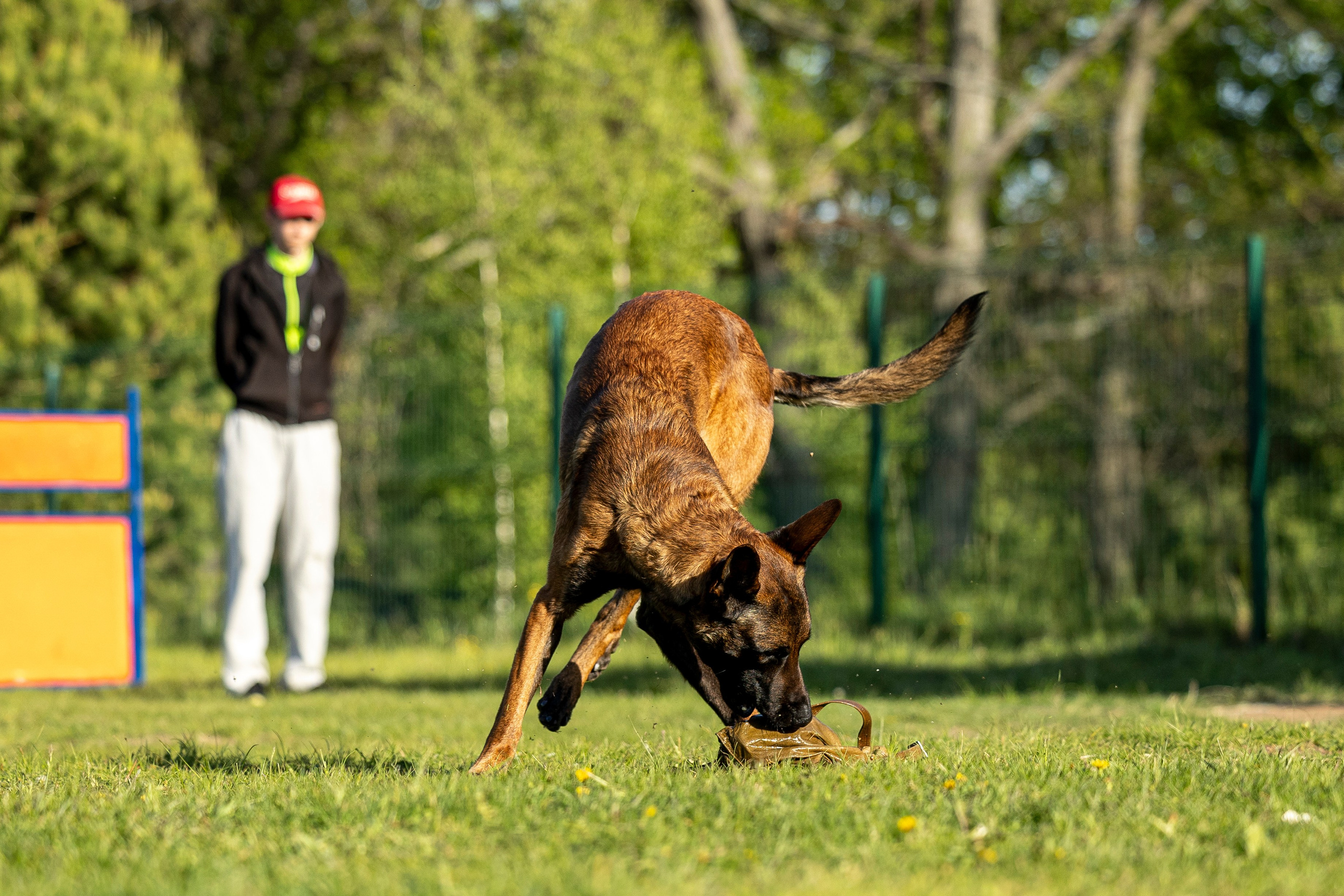 Испытания по мондьорингу в Нижнем Новгороде. Фотограф-анималист Анна Маринич
