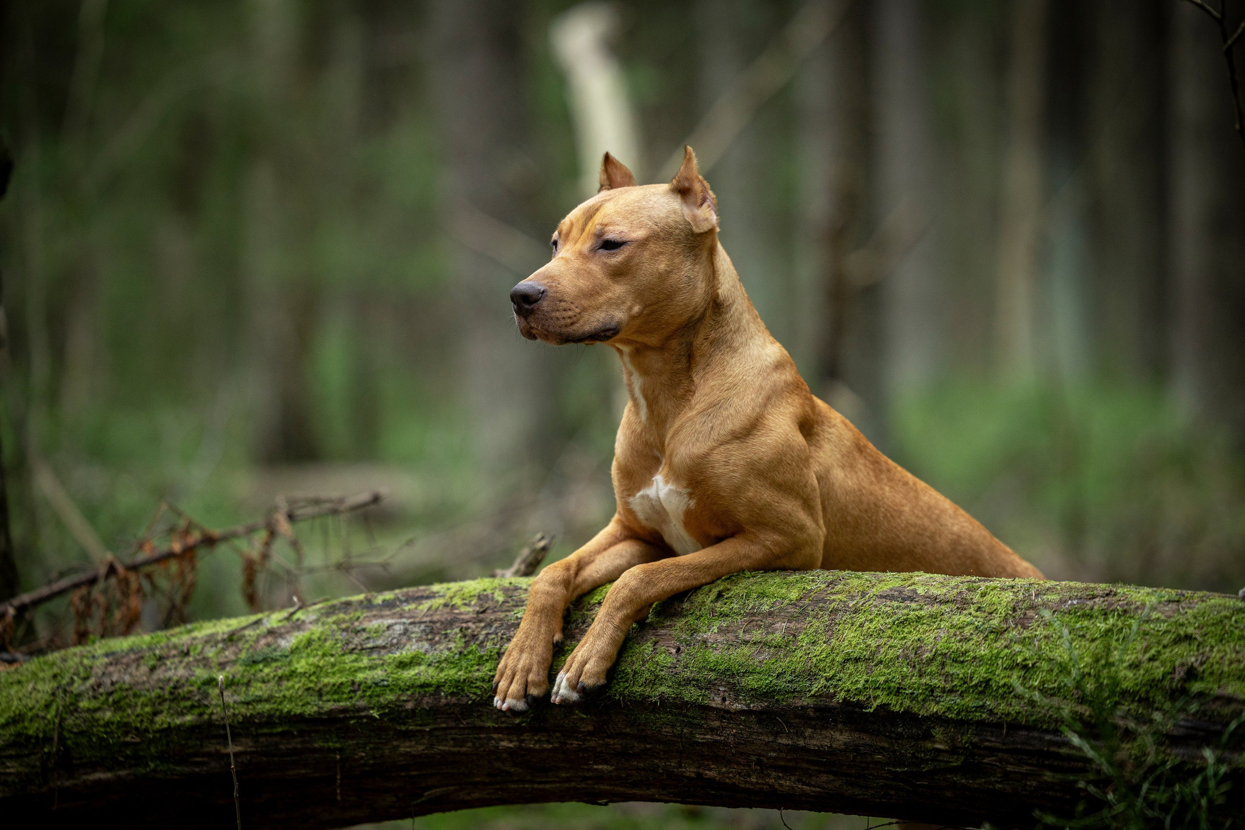 Миура. Фотограф-анималист Анна Маринич
