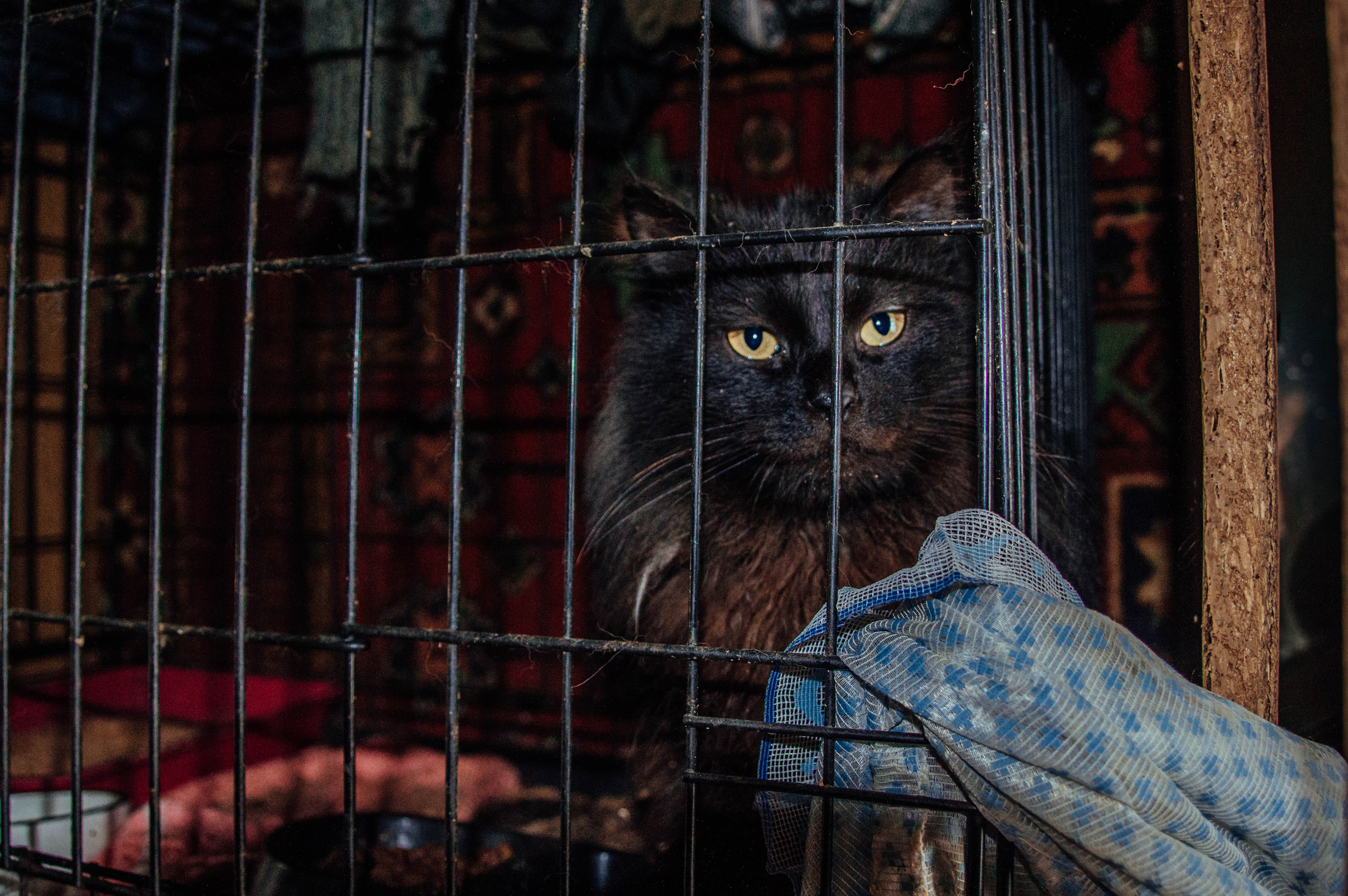 Приют «Дом Добра». Индивидуальный фотограф в Москве