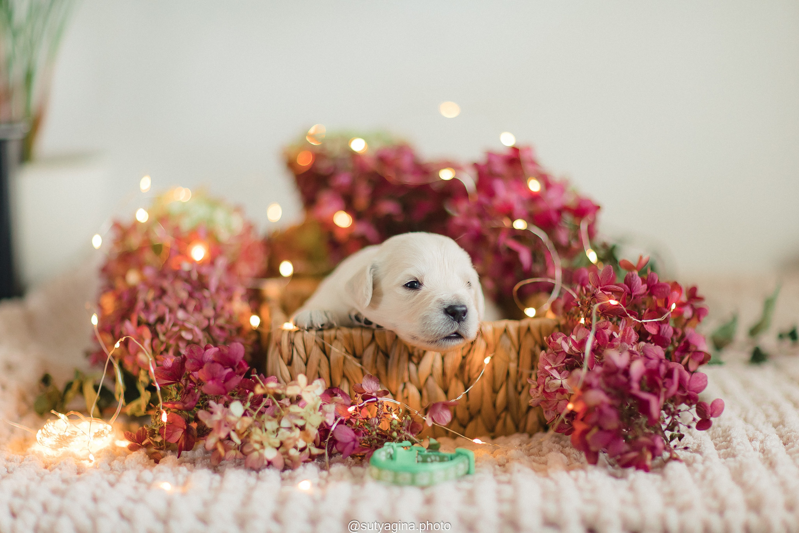 Зеленая лента. Свадебный и женский фотограф