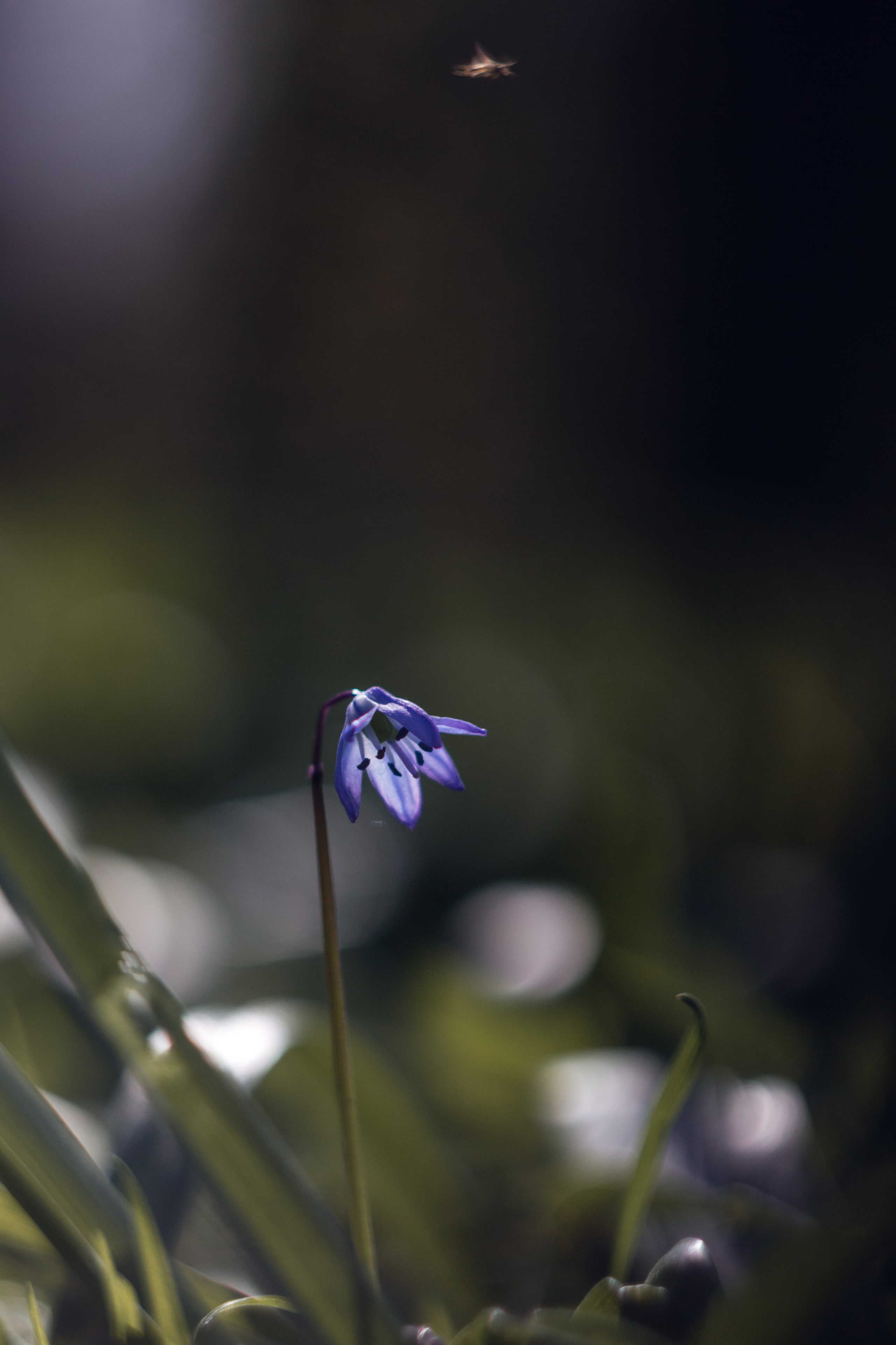 Helios. Photographer Mary Matveenko