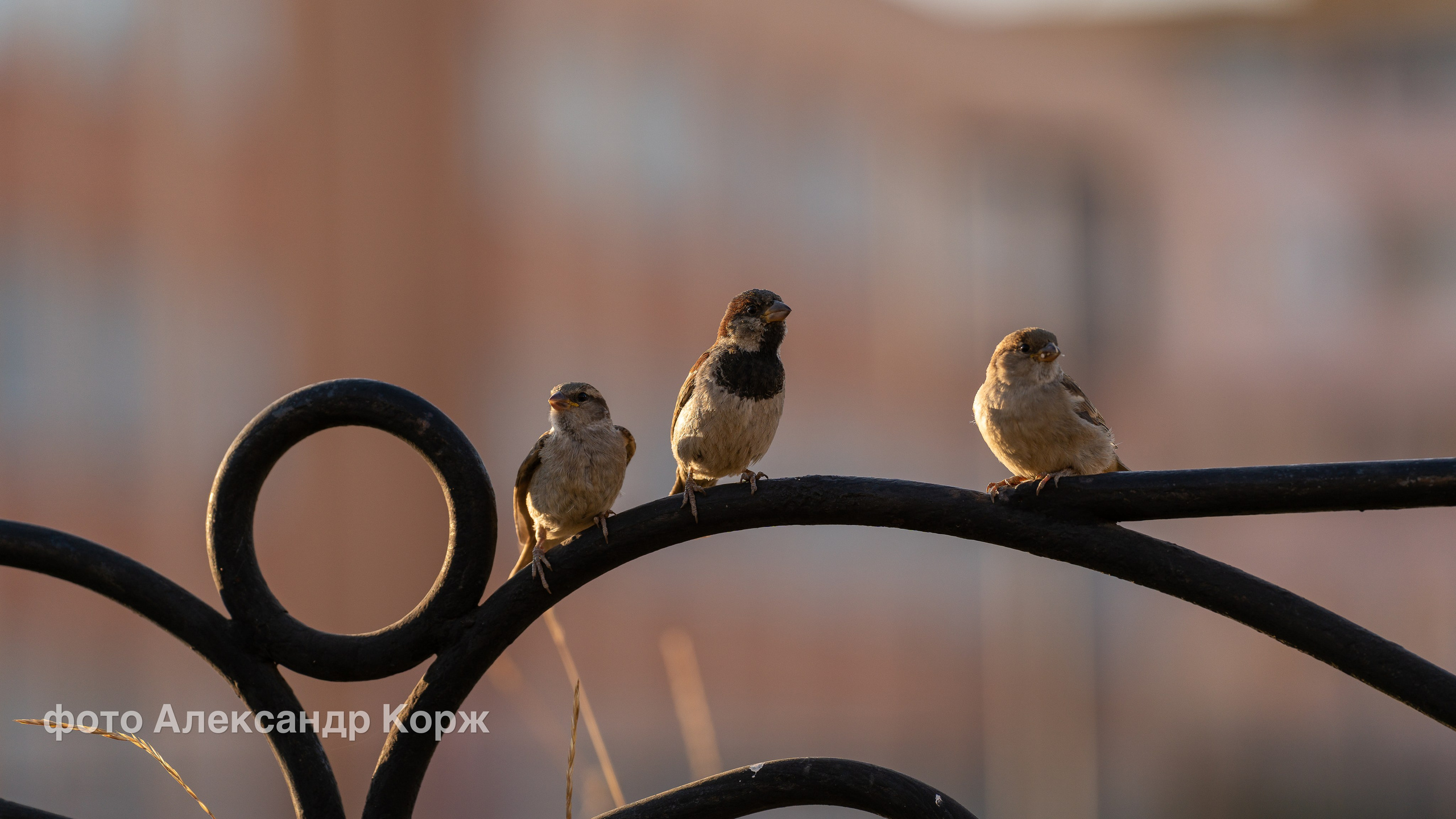 Животные. Фотографии и видеосъемка, Айхал, Удачный, Якутия. Фотографии Айхал