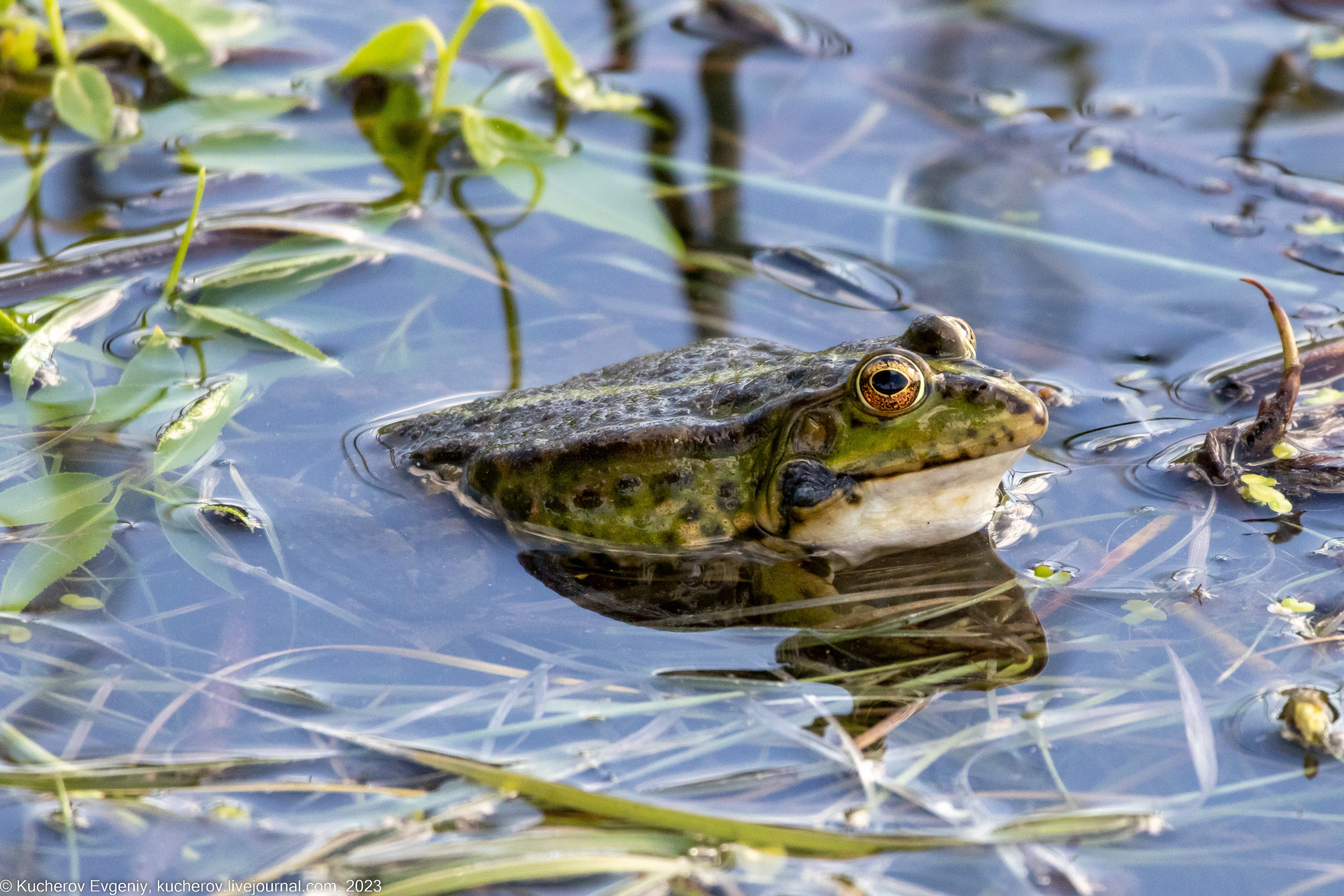 Лягушки. Кучеров Евгений. Фотограф