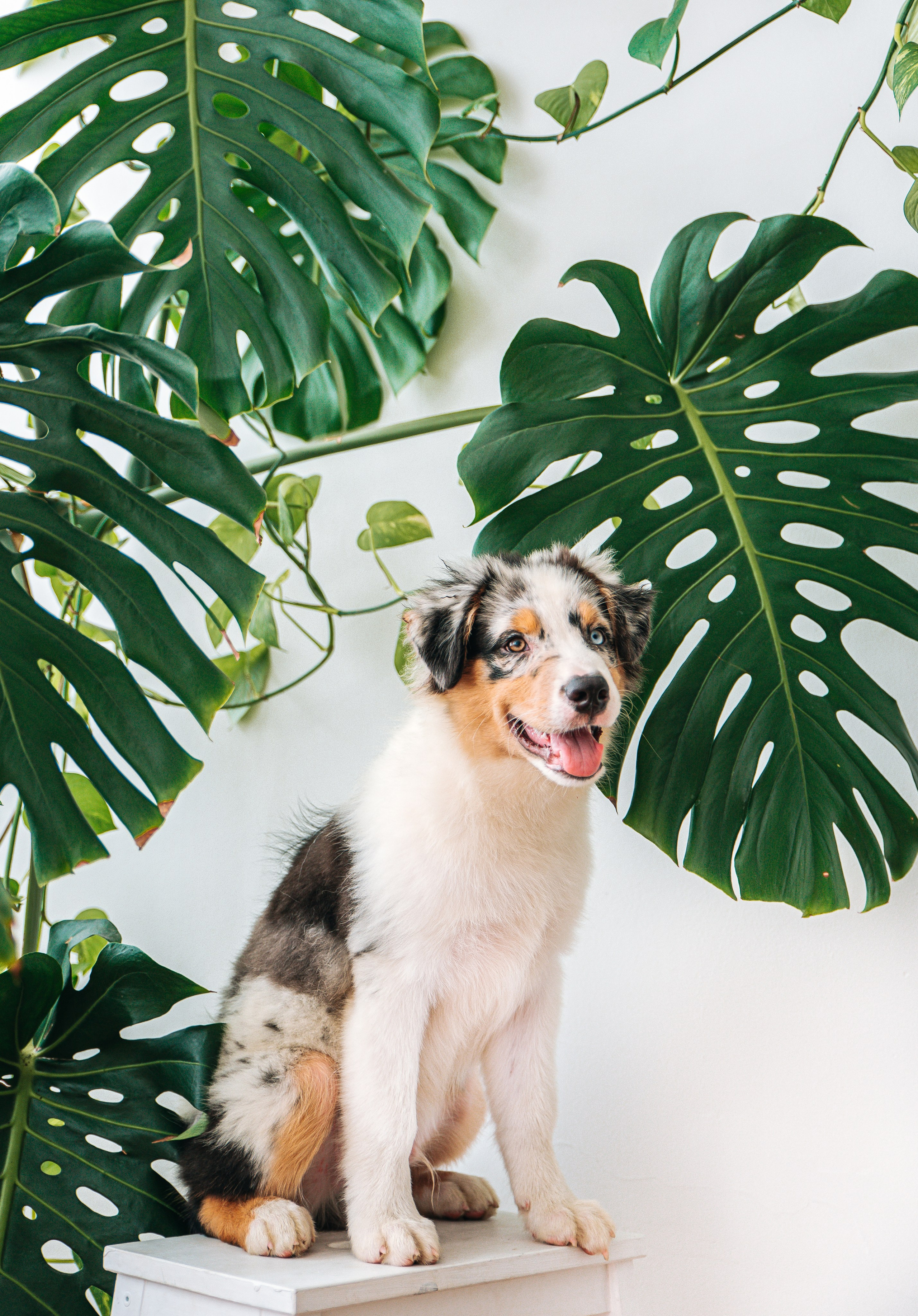 Аусси щенки студия. Главная