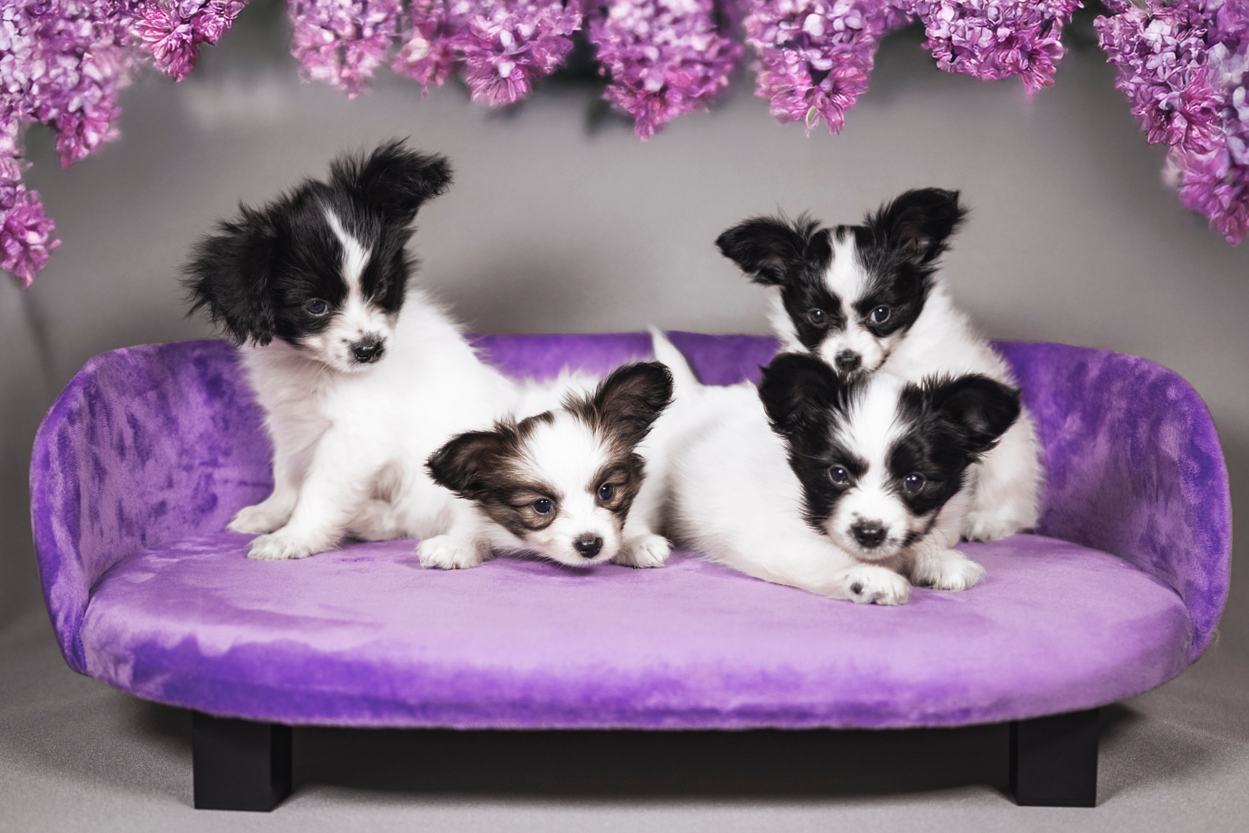 Щенки Папильона. Фотограф анималист в Санкт-Петербурге Таша Крейв