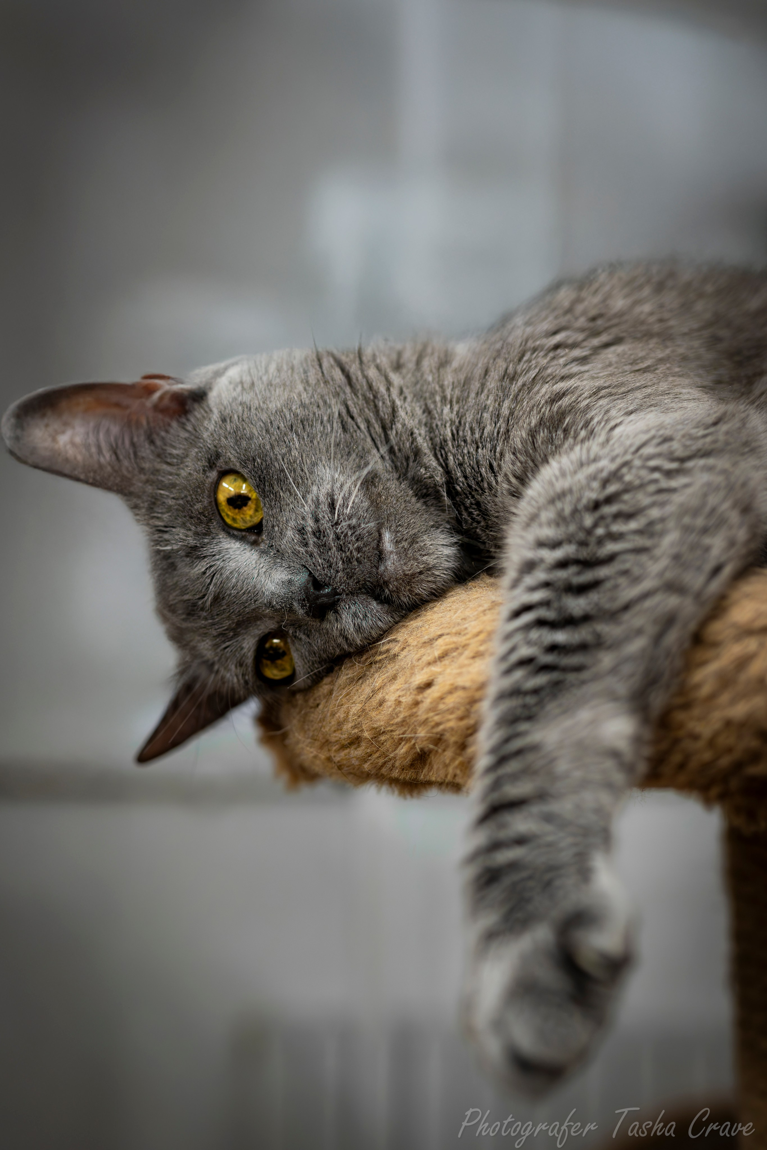 Приют для котиков "Убежище". Фотограф анималист в Санкт-Петербурге Таша Крейв