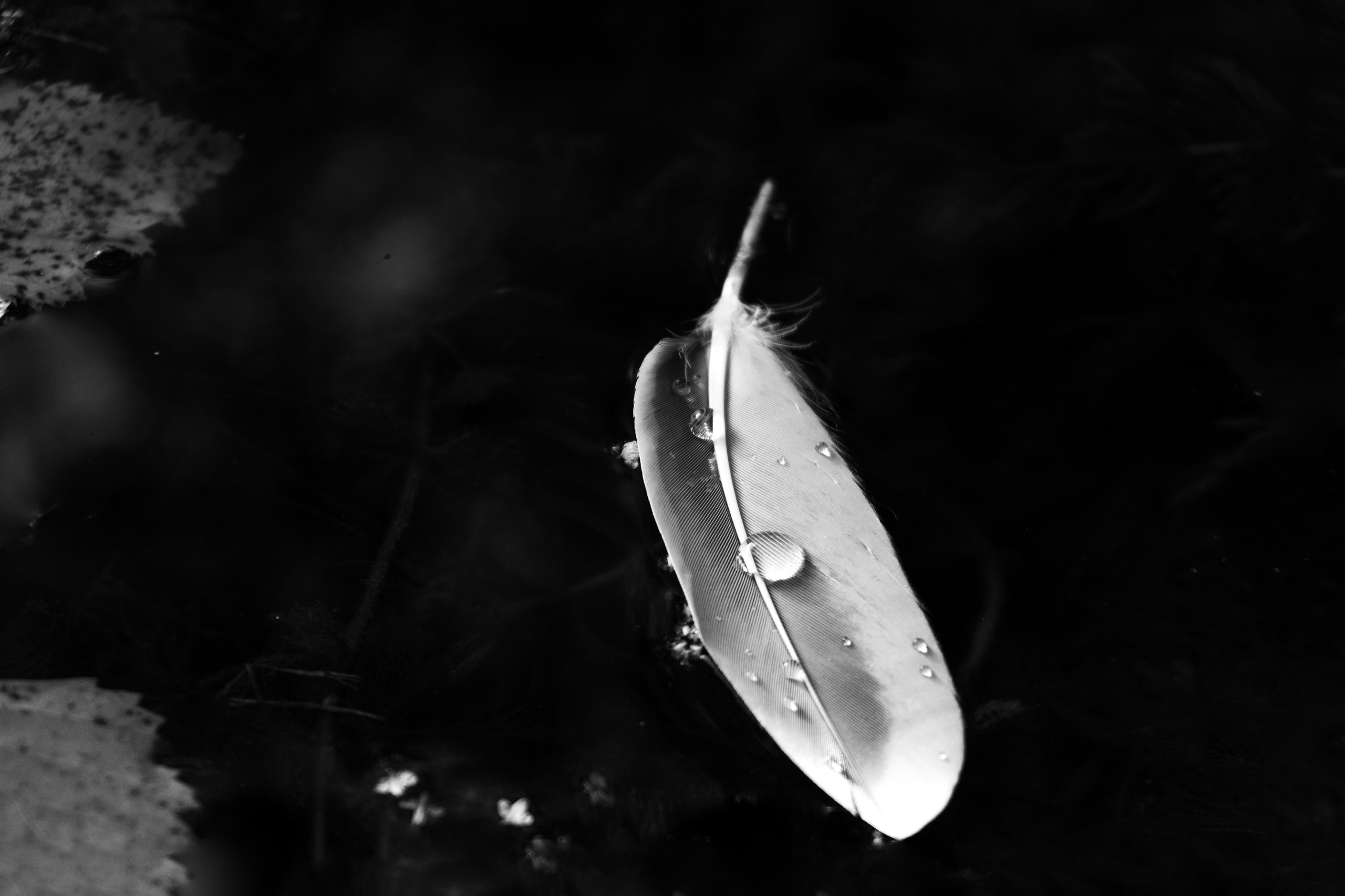 Blackwhite street. Фотограф Алёна Корнеева