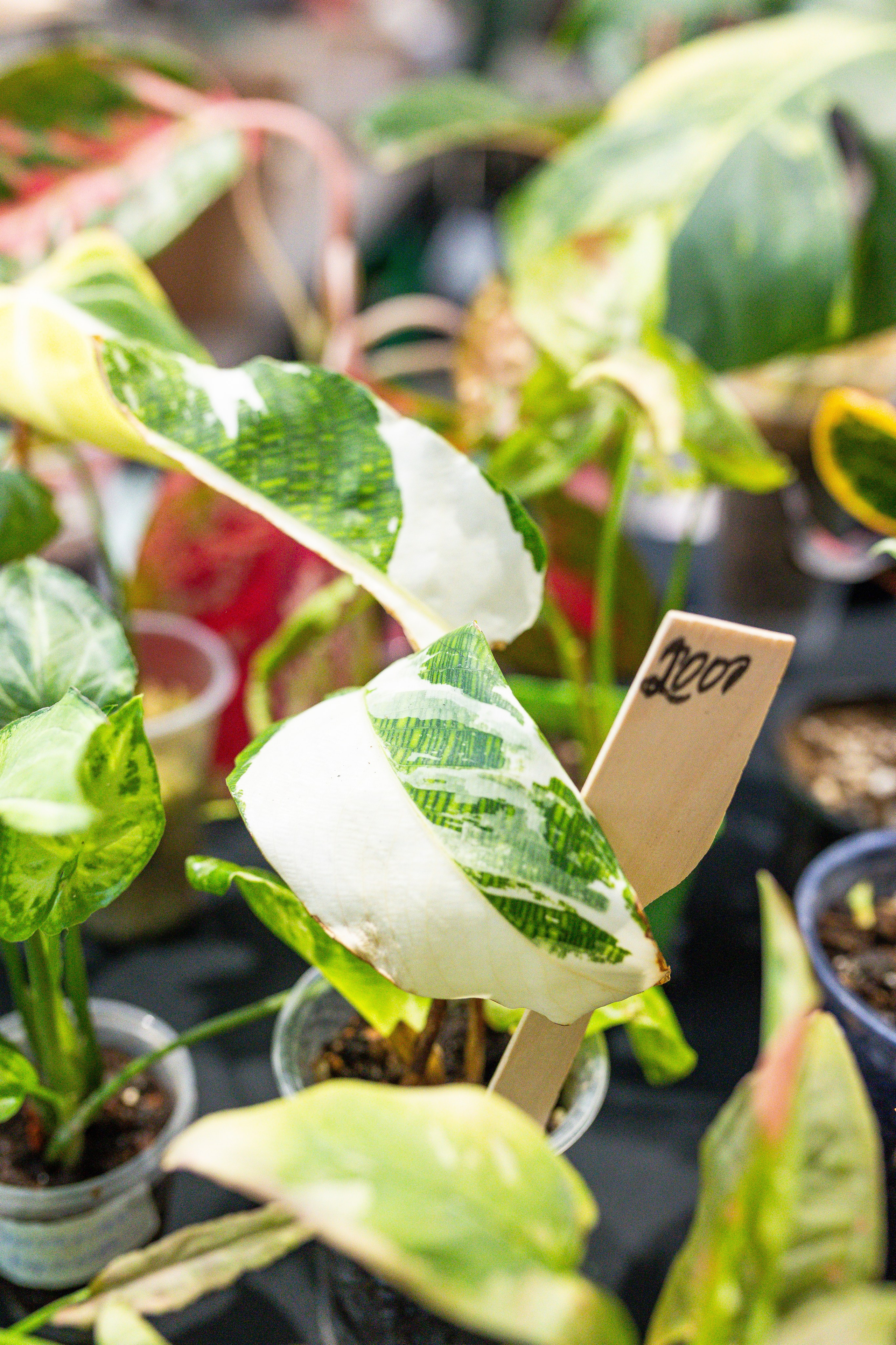 Ярмарка Green Rare 20.09.25. Александра Куликова фотограф, Москва