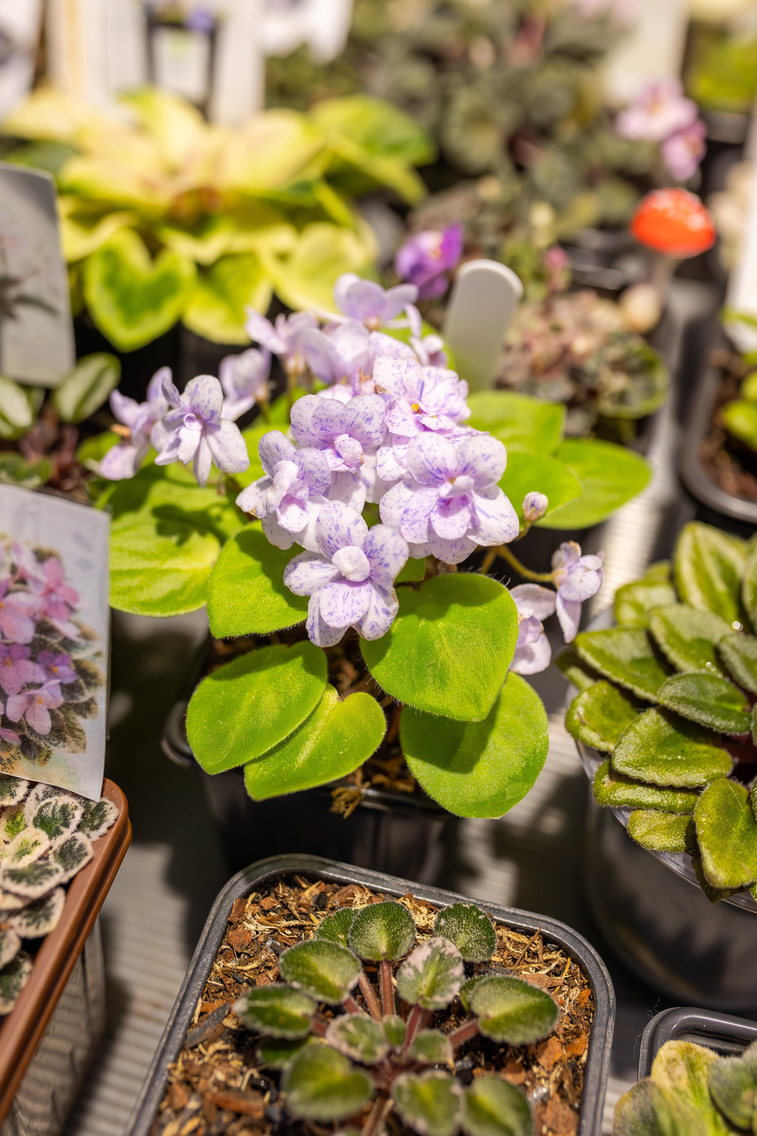 Монстериум апрель 2026. Александра Куликова фотограф, Москва