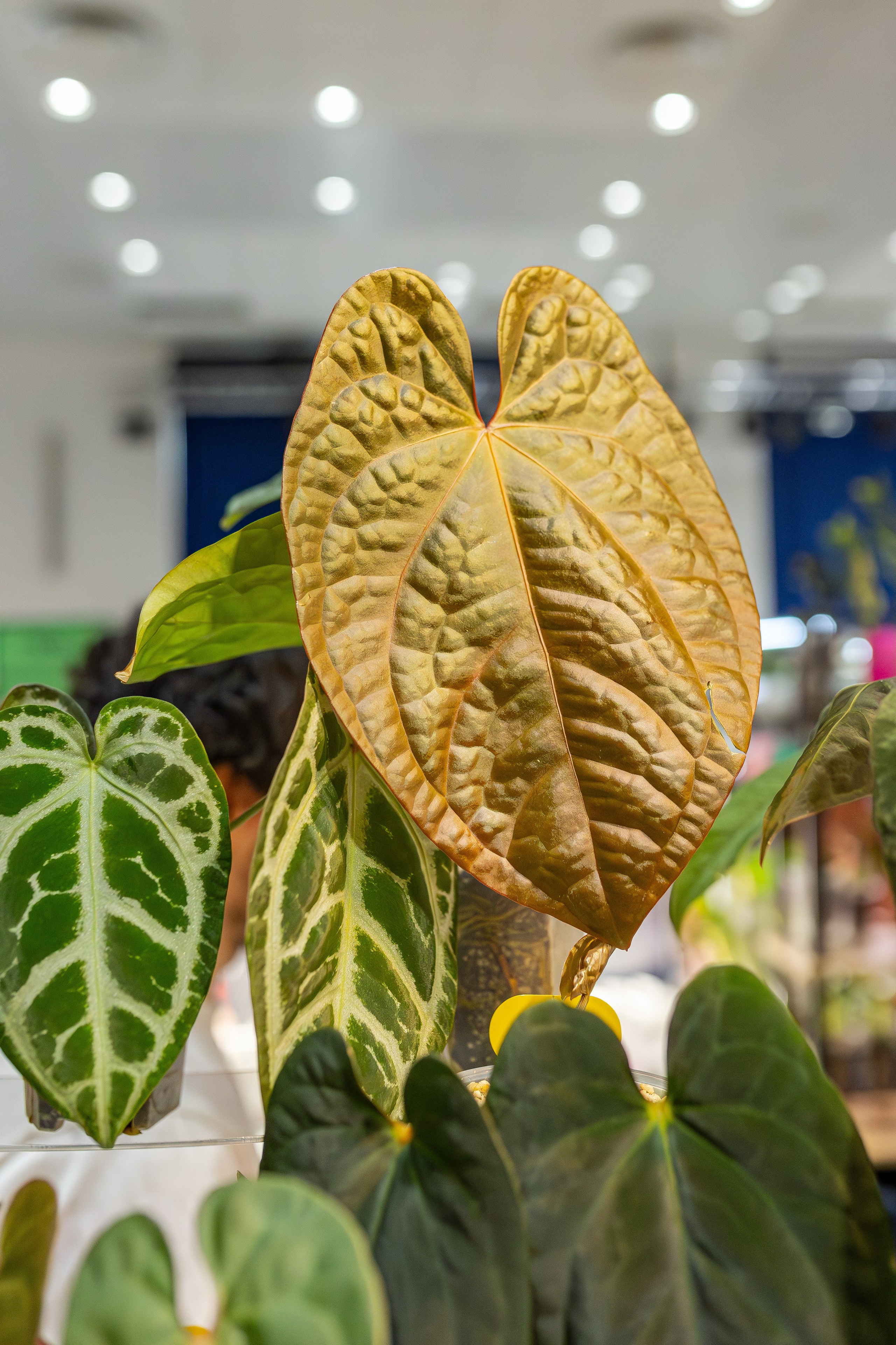 Монстериум апрель 2026. Александра Куликова фотограф, Москва