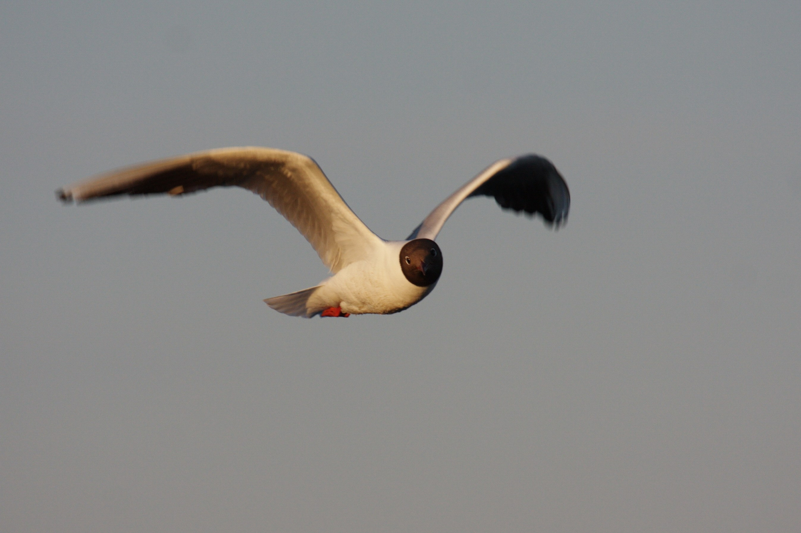 Фото Природы Забайкалья. Студия Максима Белослюдцева