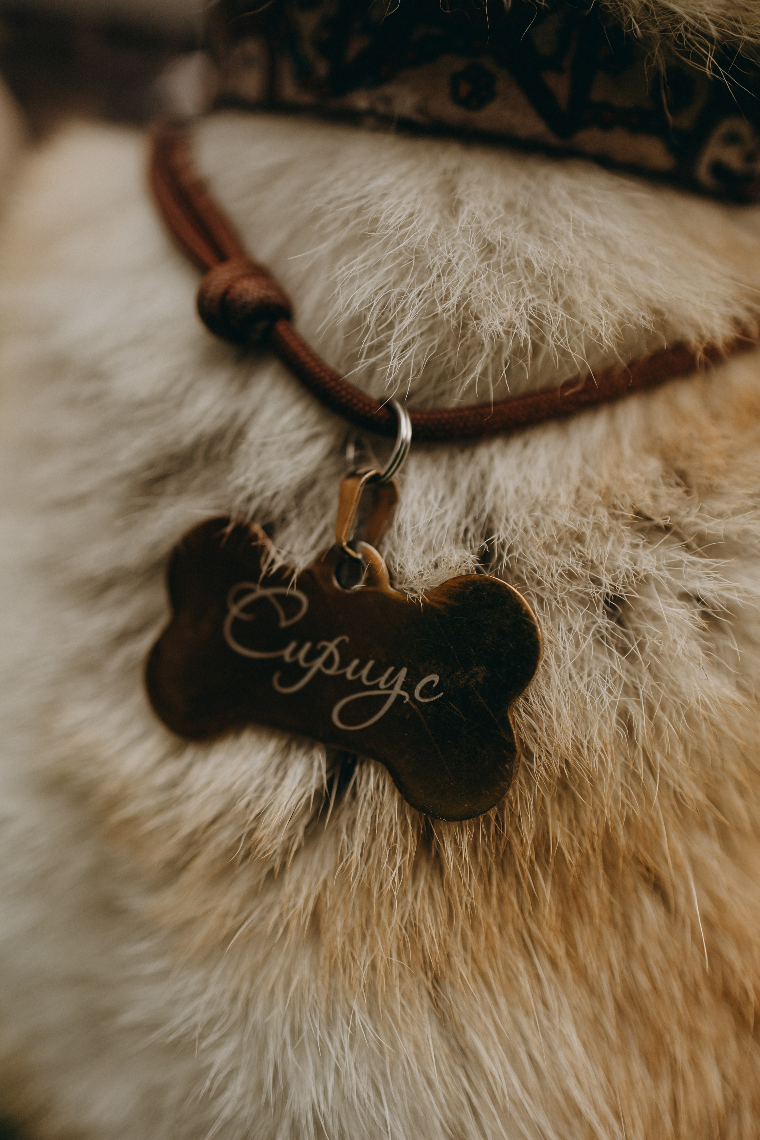 Сириус и его семья. Фотограф — Анималист | Санкт-Петербург