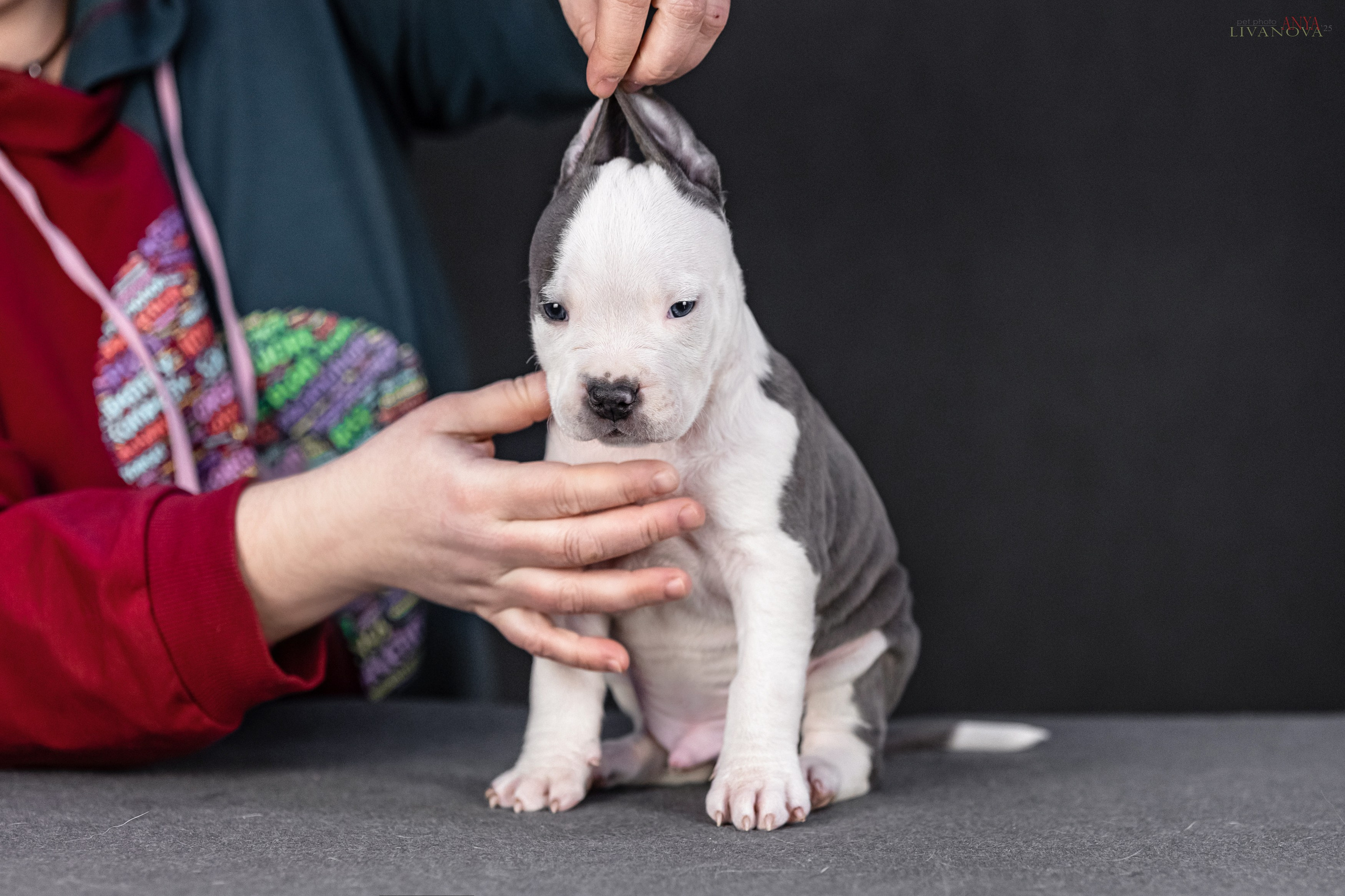 Стаффик. Фотограф анималист Аня Ливанова | Рыбинск