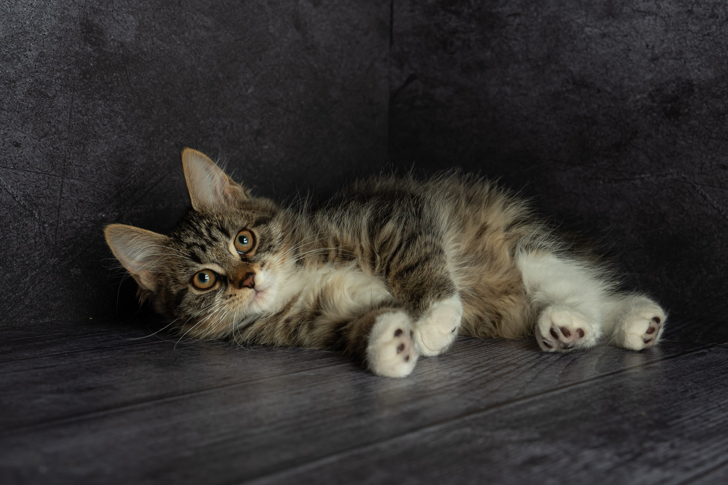 Курильский бобтейл. Фотограф на Камчатке Анна Моргачёва. Семейные и детские съёмки