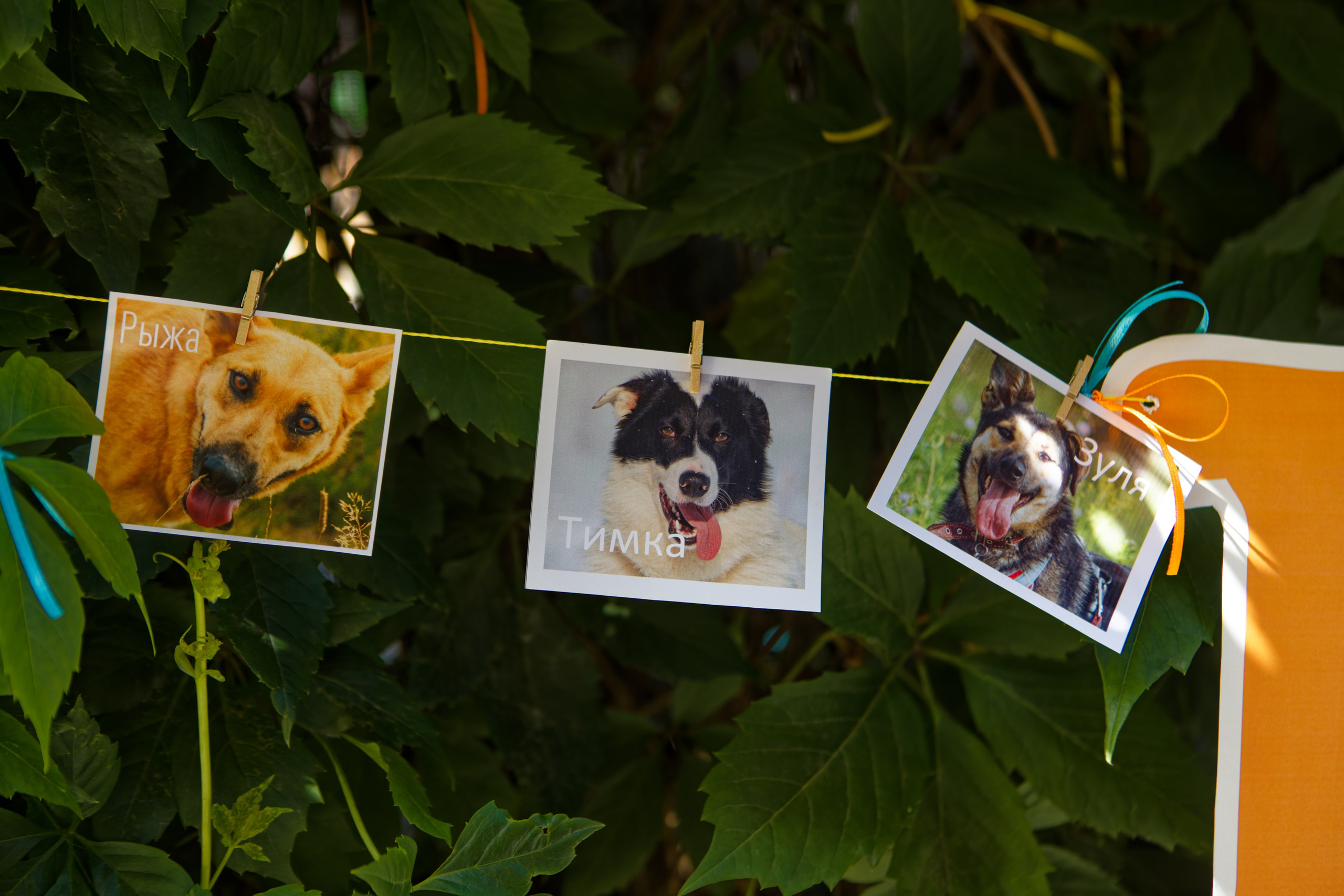 Вечеринка для собак Oh my dog 20.07.2025. Репортажный и спортивный фотограф в г. Пермь Зильберг Павел