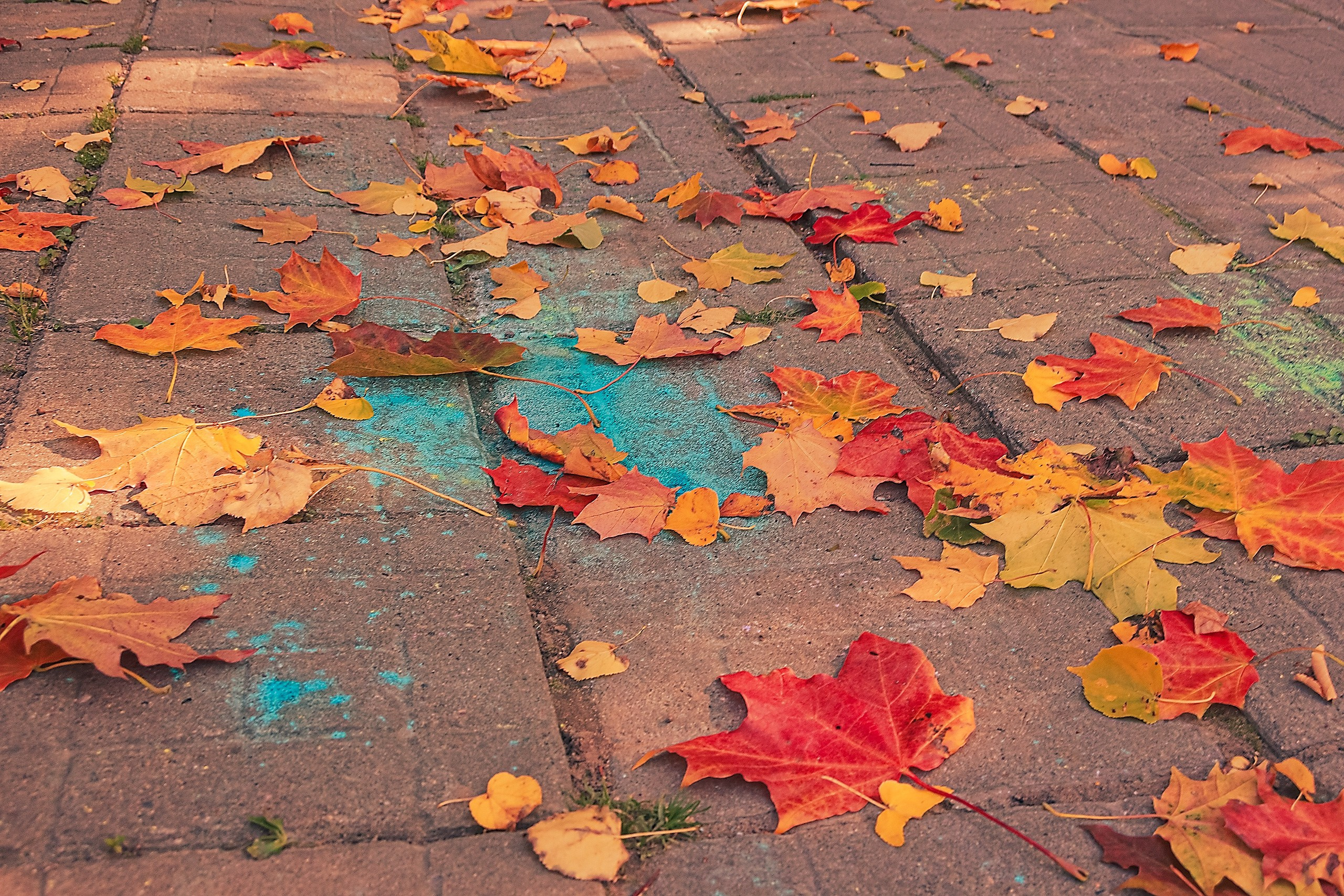 Свет и Цвет. Аmat Victoria Сuram