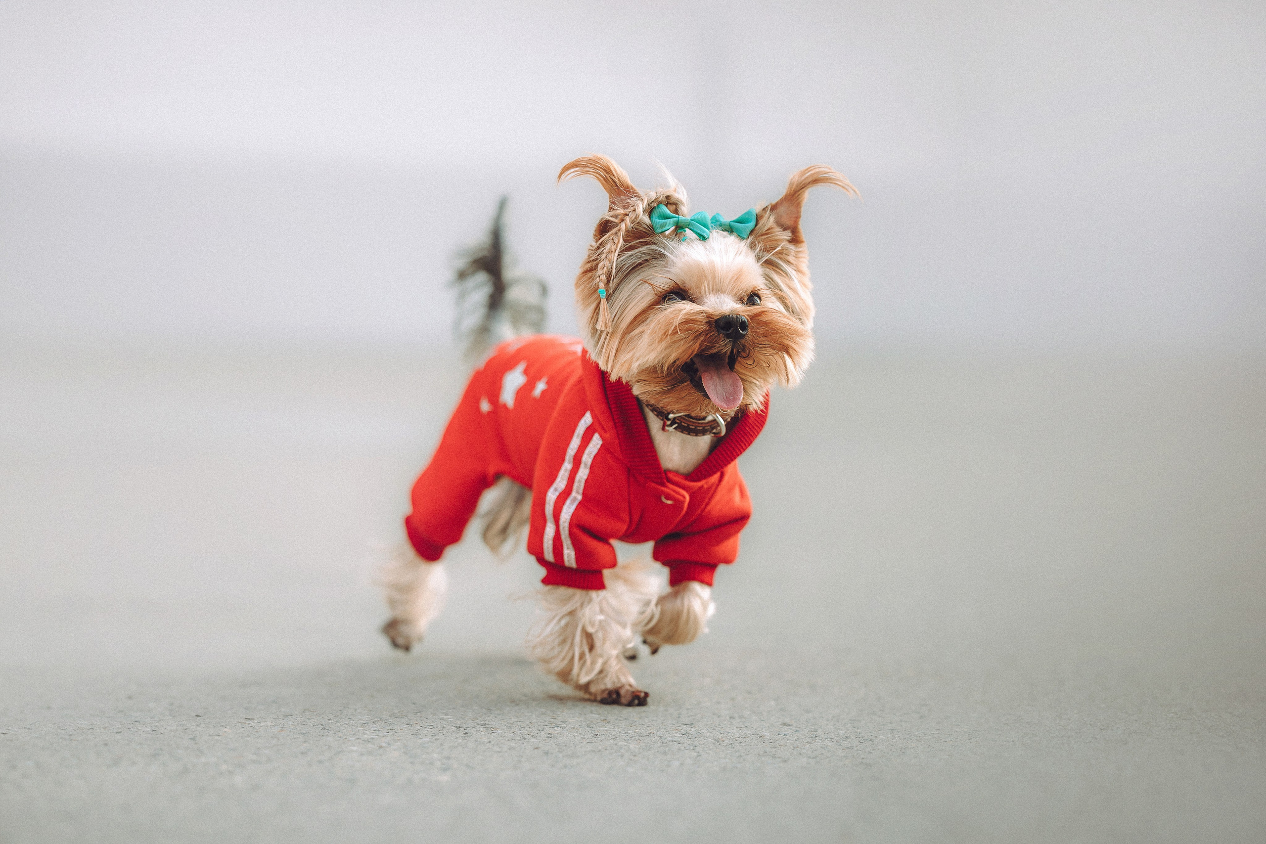 Дженни, Оливия и их семья