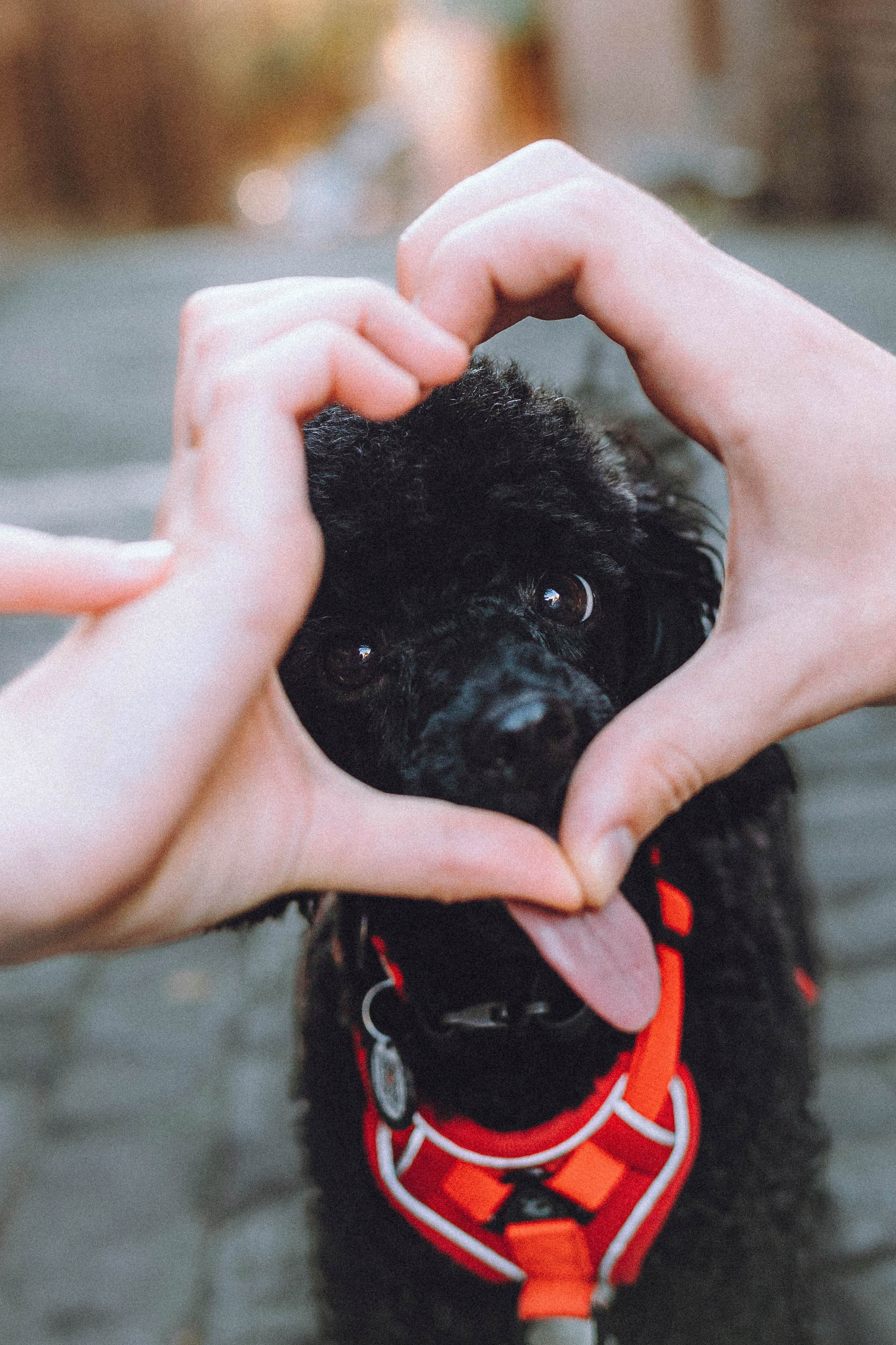 Игнат, Даша и Бэтти