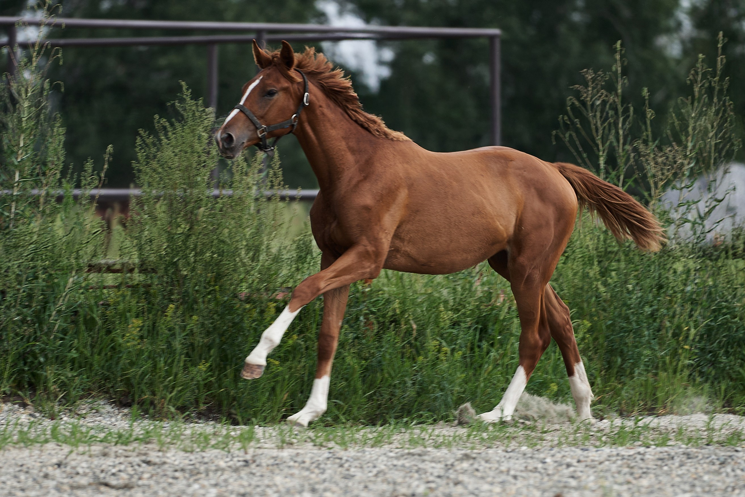 Прозерпина (Парабеллум С — Памэла). Главная