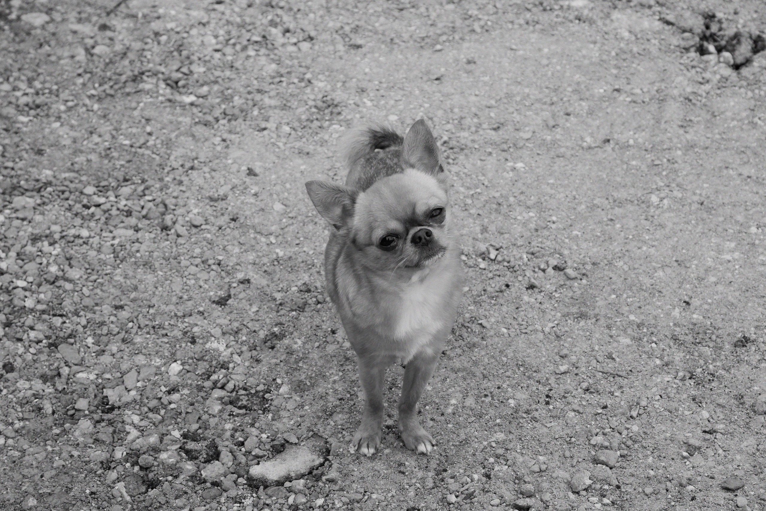 Sbermarket\monstertrack. ANNA — PHOTOGRAPHER