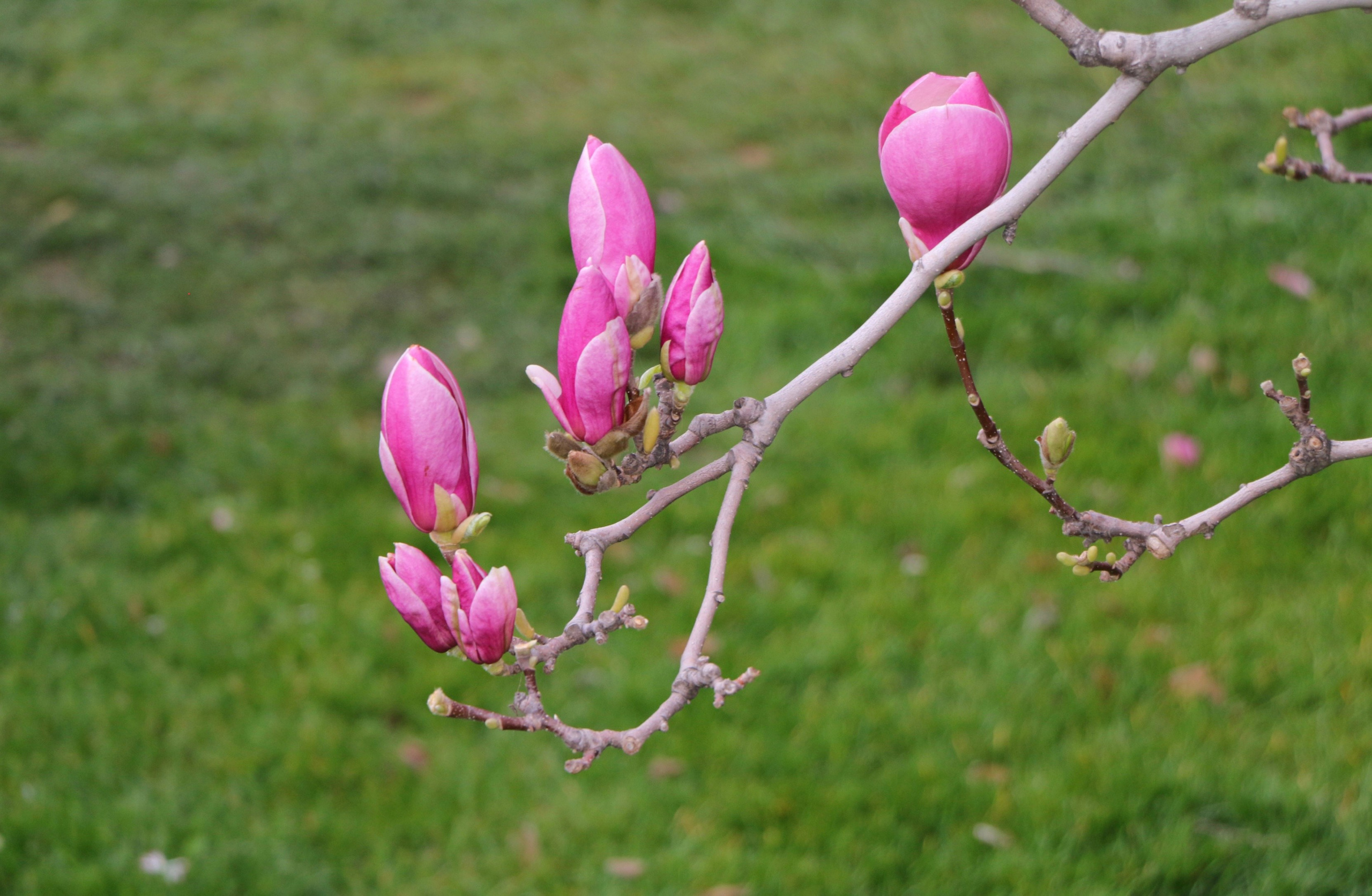 Природа. Семейный и детский фотограф в Ялте Ольга Солерина