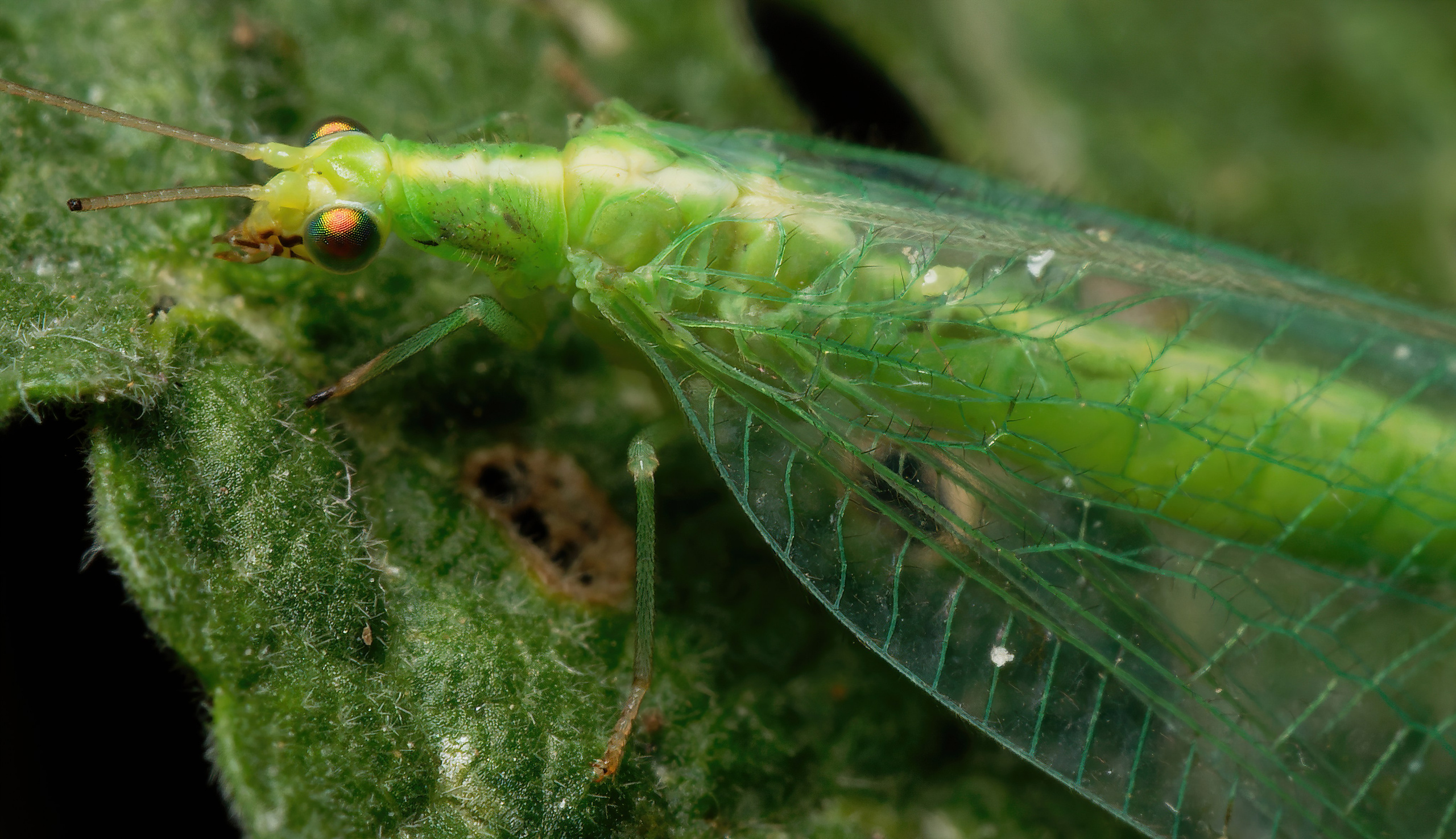 Остальные. Oles Paritskiy