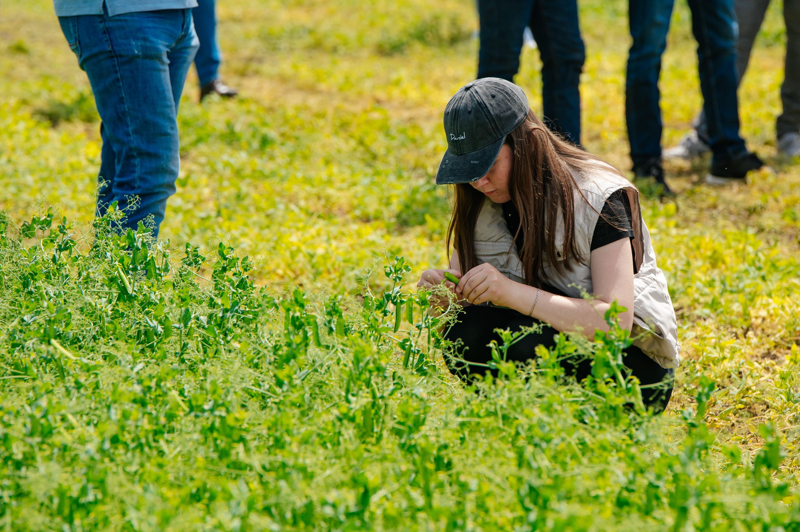 День поля. Главная
