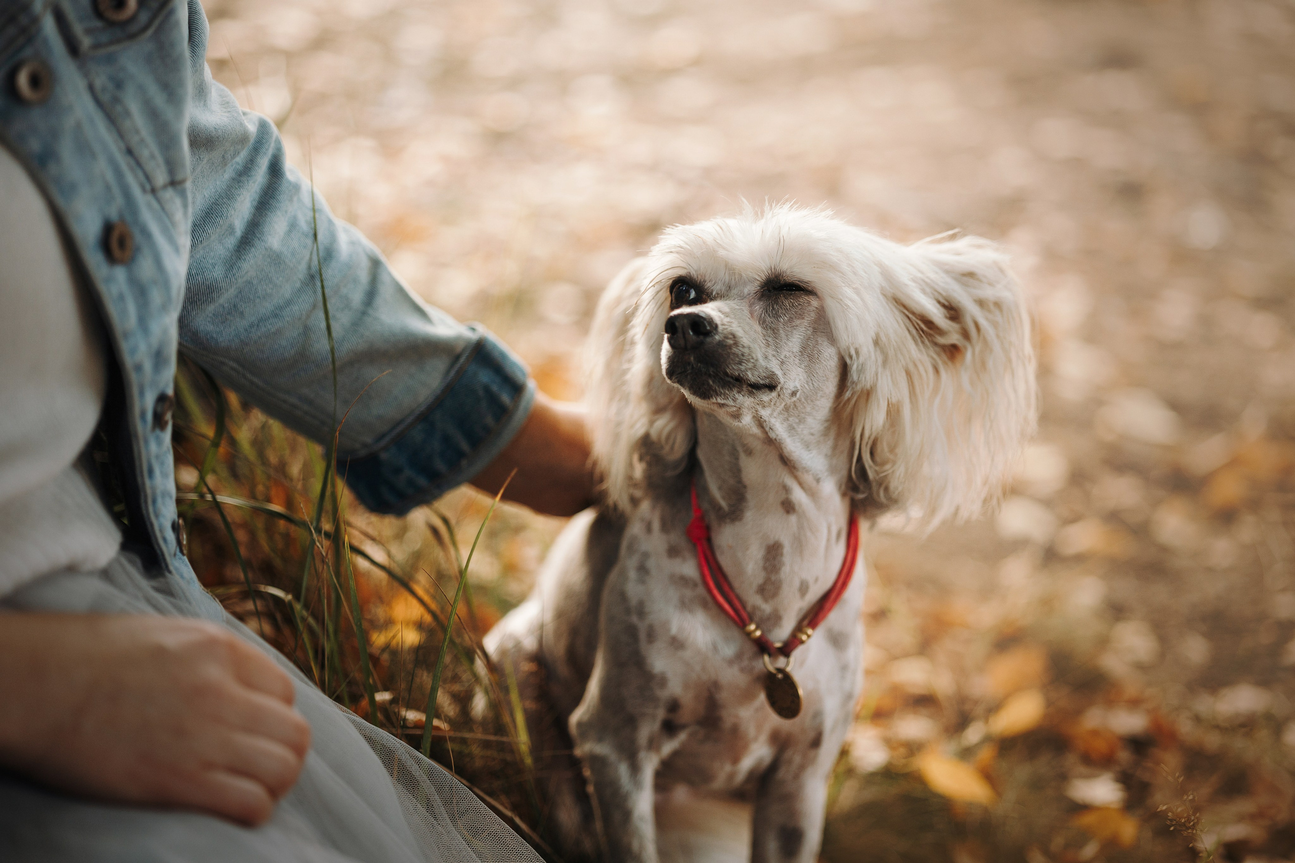 Любовь и ее хвостики. Фотограф — Анималист | Санкт-Петербург