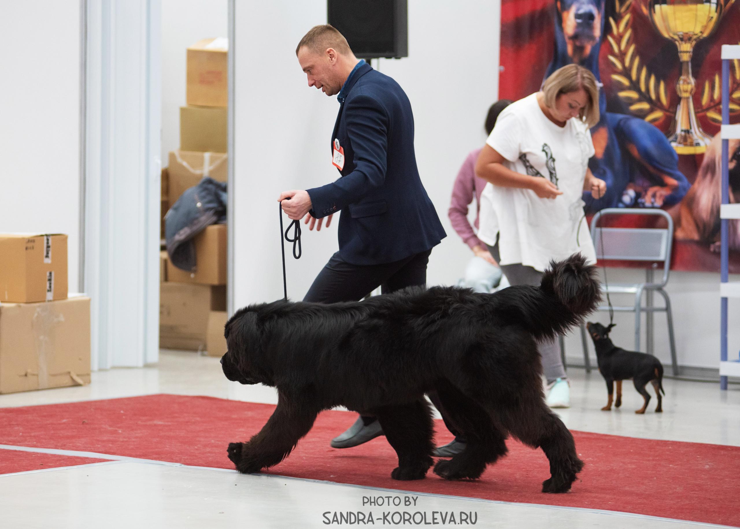 Выставка собак тюмень 10.12.2022. Дог-фотограф в Тюмени Александра Королева