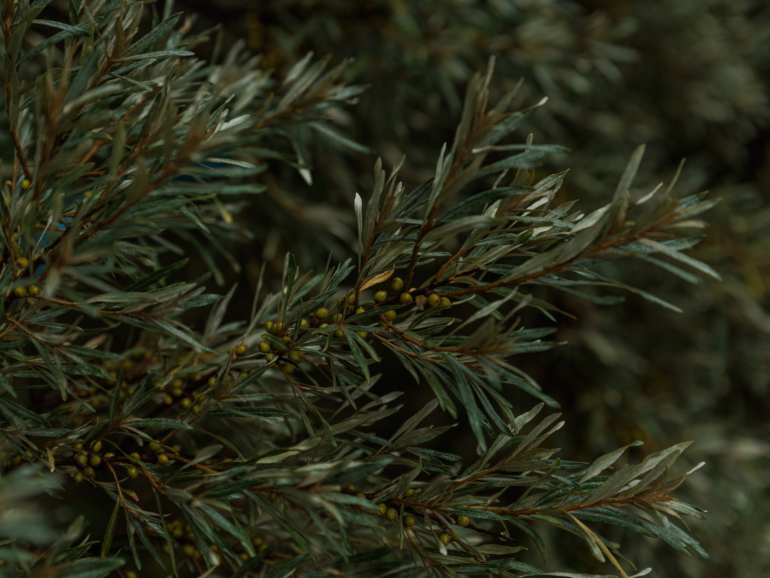 2025. Конный фотограф в Красноярске — Любовь Похабова