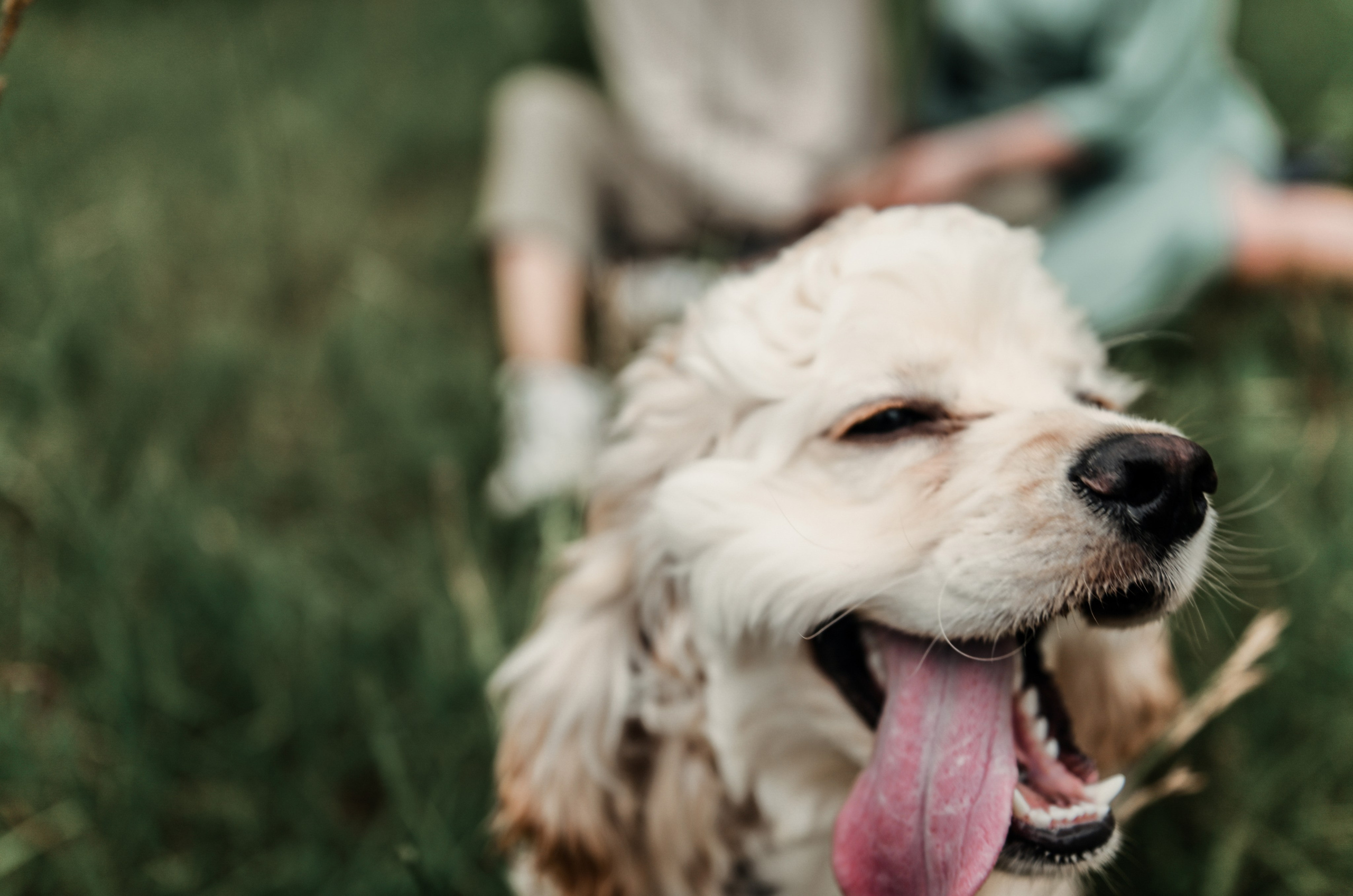 Love story прогулка вместе с песиком))). Свадебный, семейный, детский, контент фотограф в Омске Максим Ильин