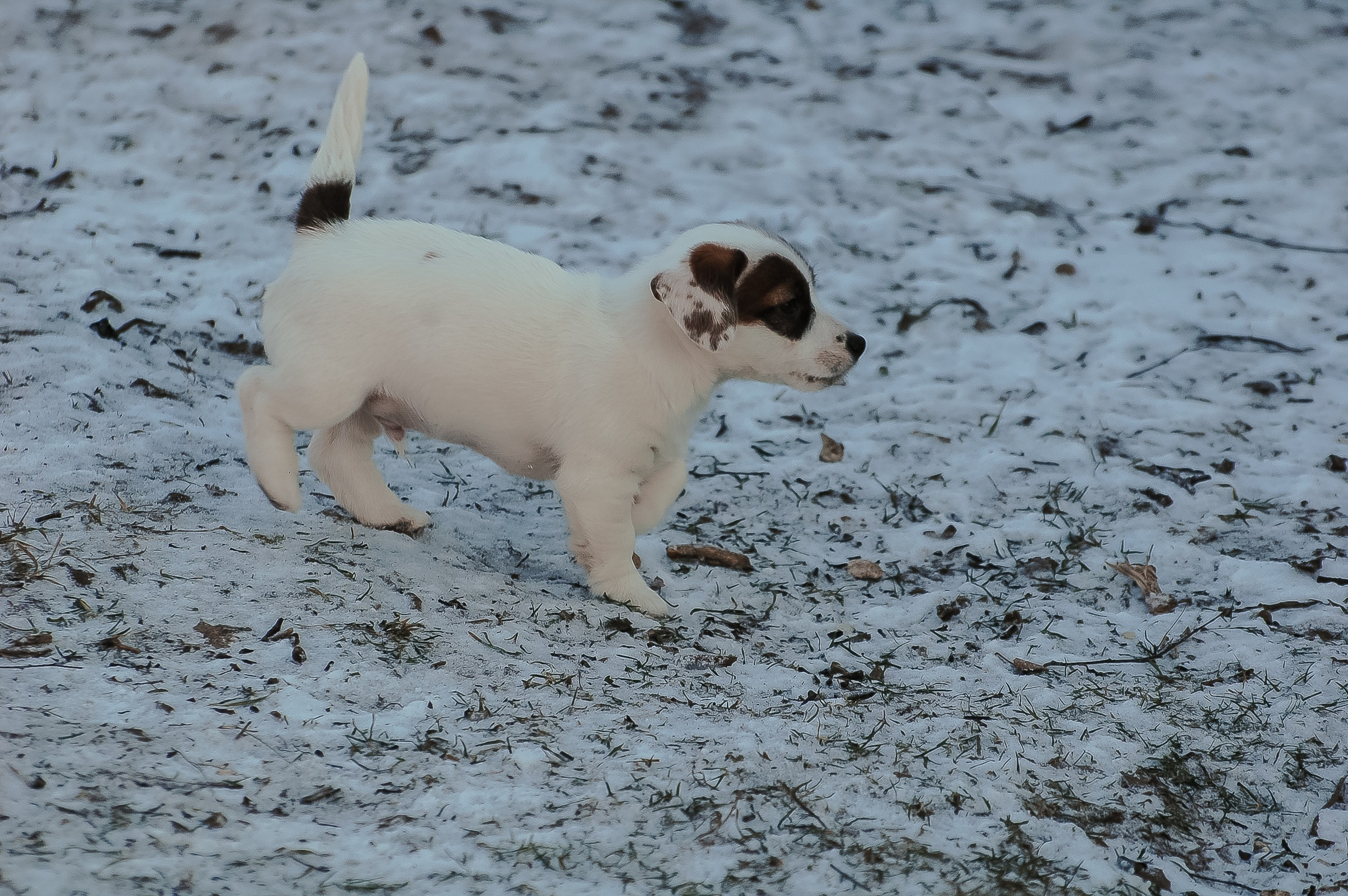 1КОБЛ_МОНОКЛЬ_Ц_ЛИТТЕР. CANE MAESTRO — kennel Jack Russell Terrier