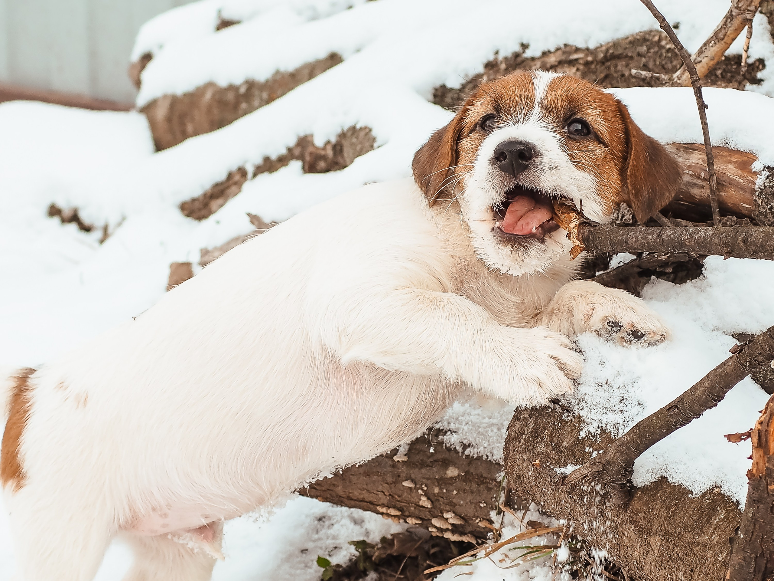 3КОБЛ_СНЕГОВИК. CANE MAESTRO — kennel Jack Russell Terrier