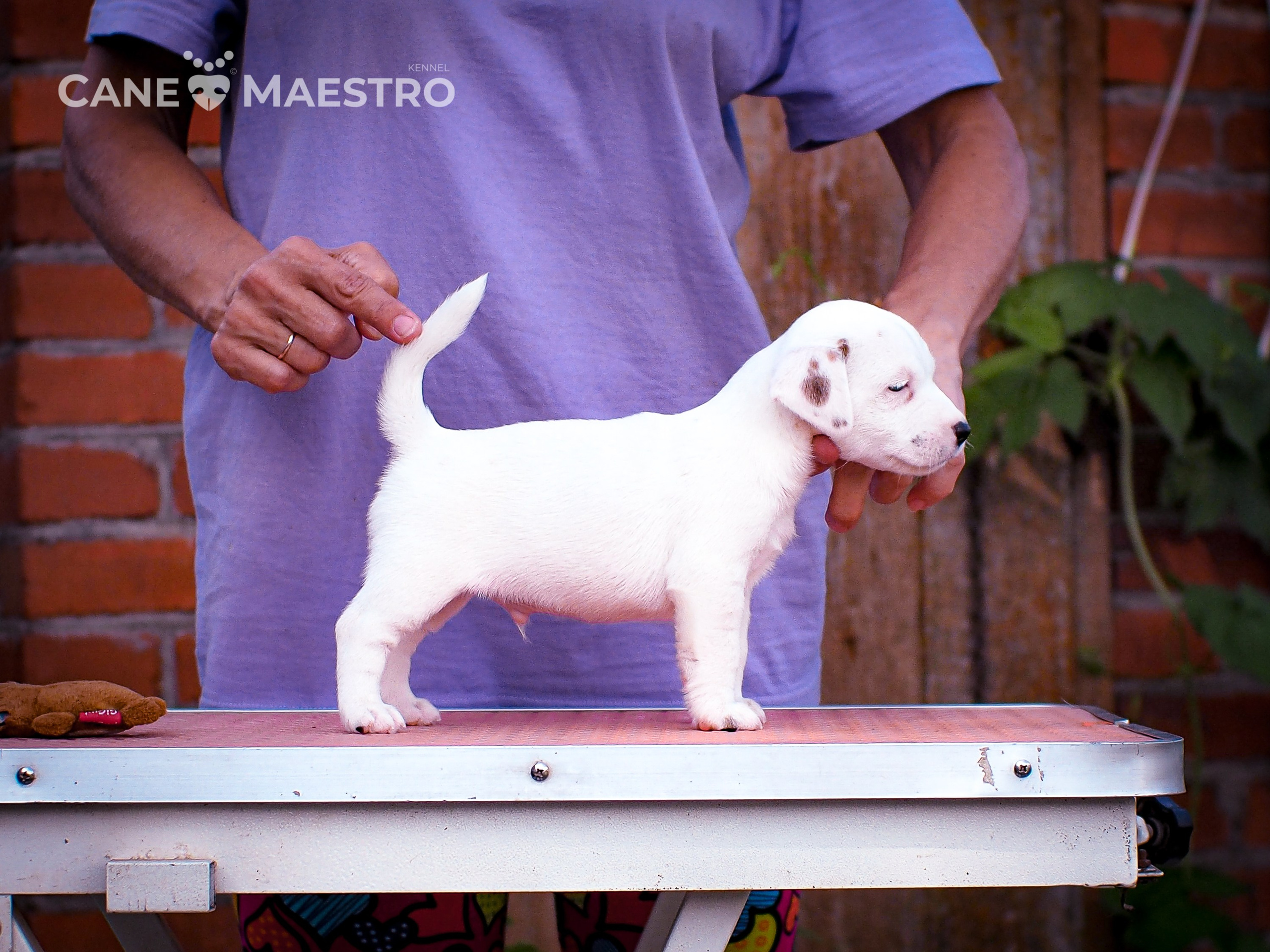 ЭСКИМО_MALE. CANE MAESTRO — kennel Jack Russell Terrier
