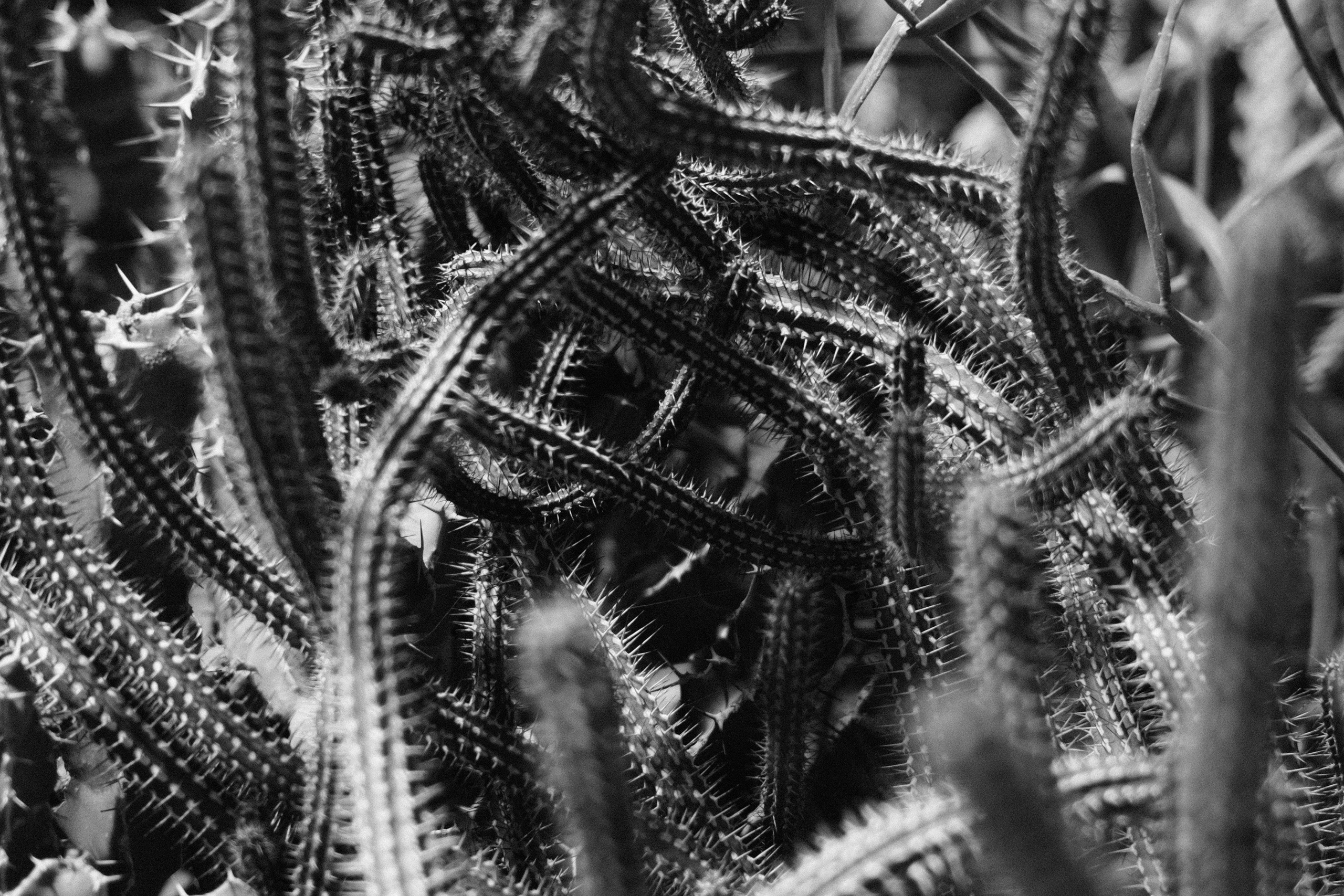 Аптекарский огород. Профессиональный фотограф в Москве Захар Ишутин