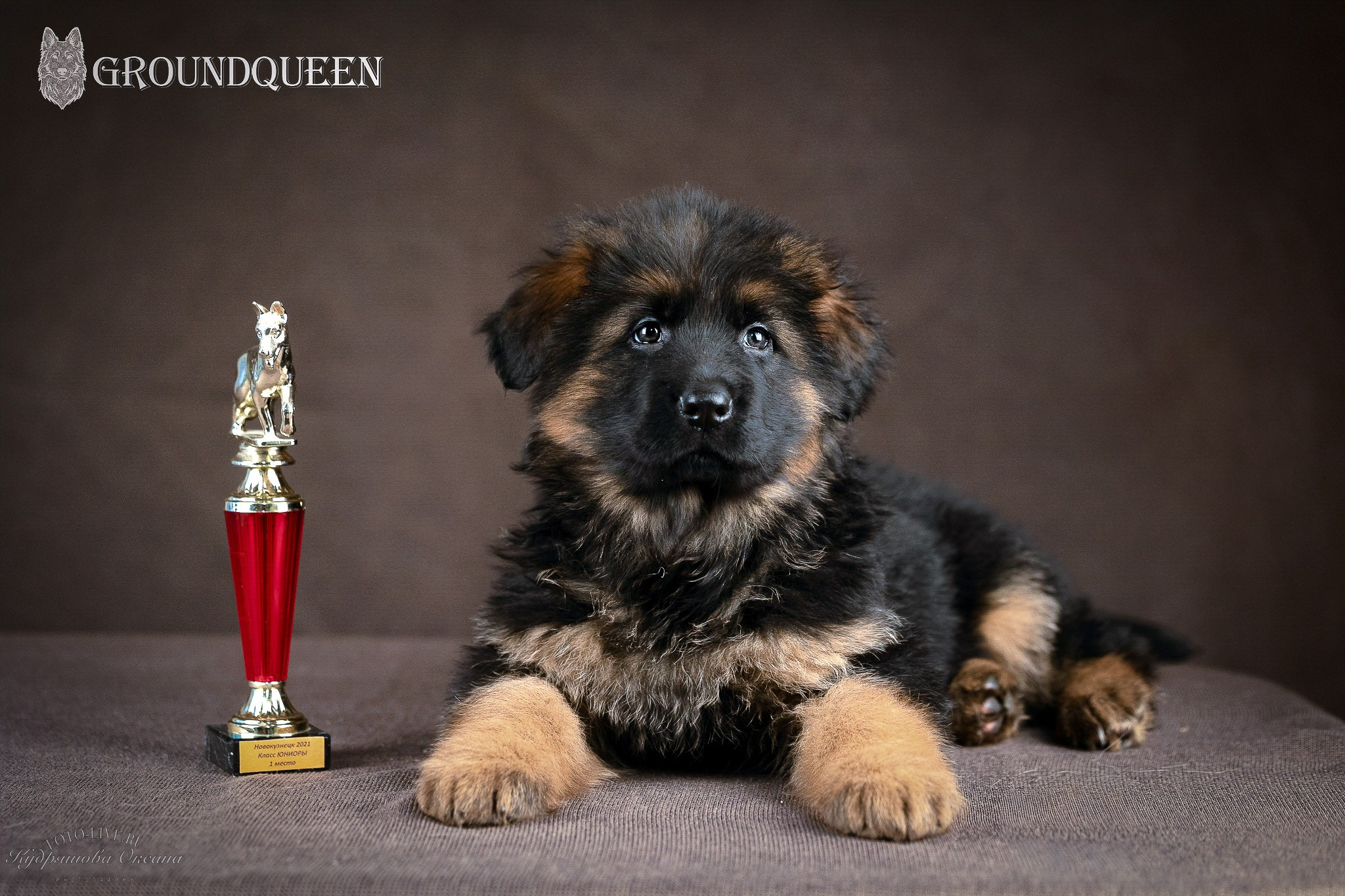 Щенки немецкой овчарки. Фотограф 📸 анималист, предметный, репортажный