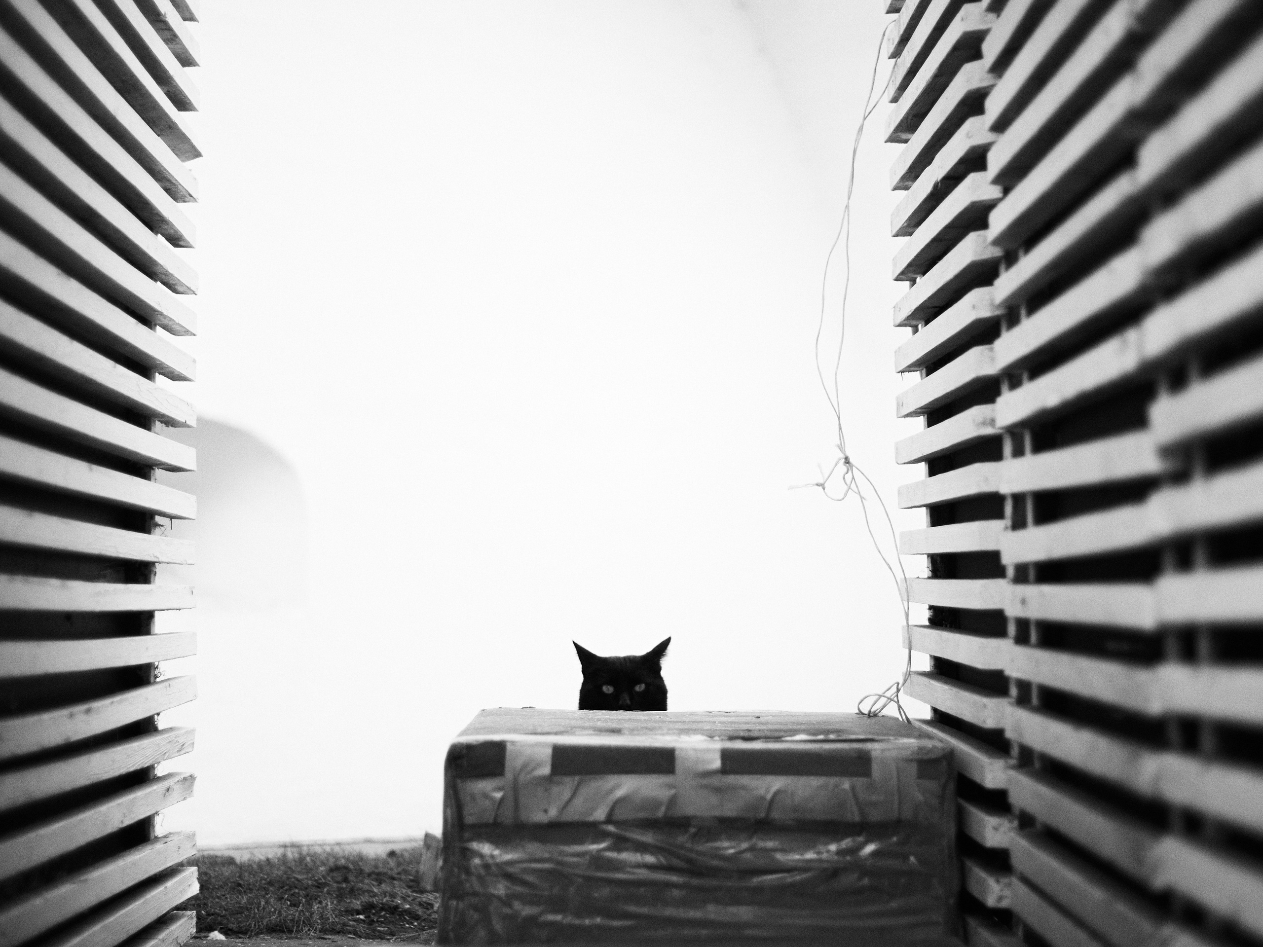 Street. Портретный фотограф в Москве