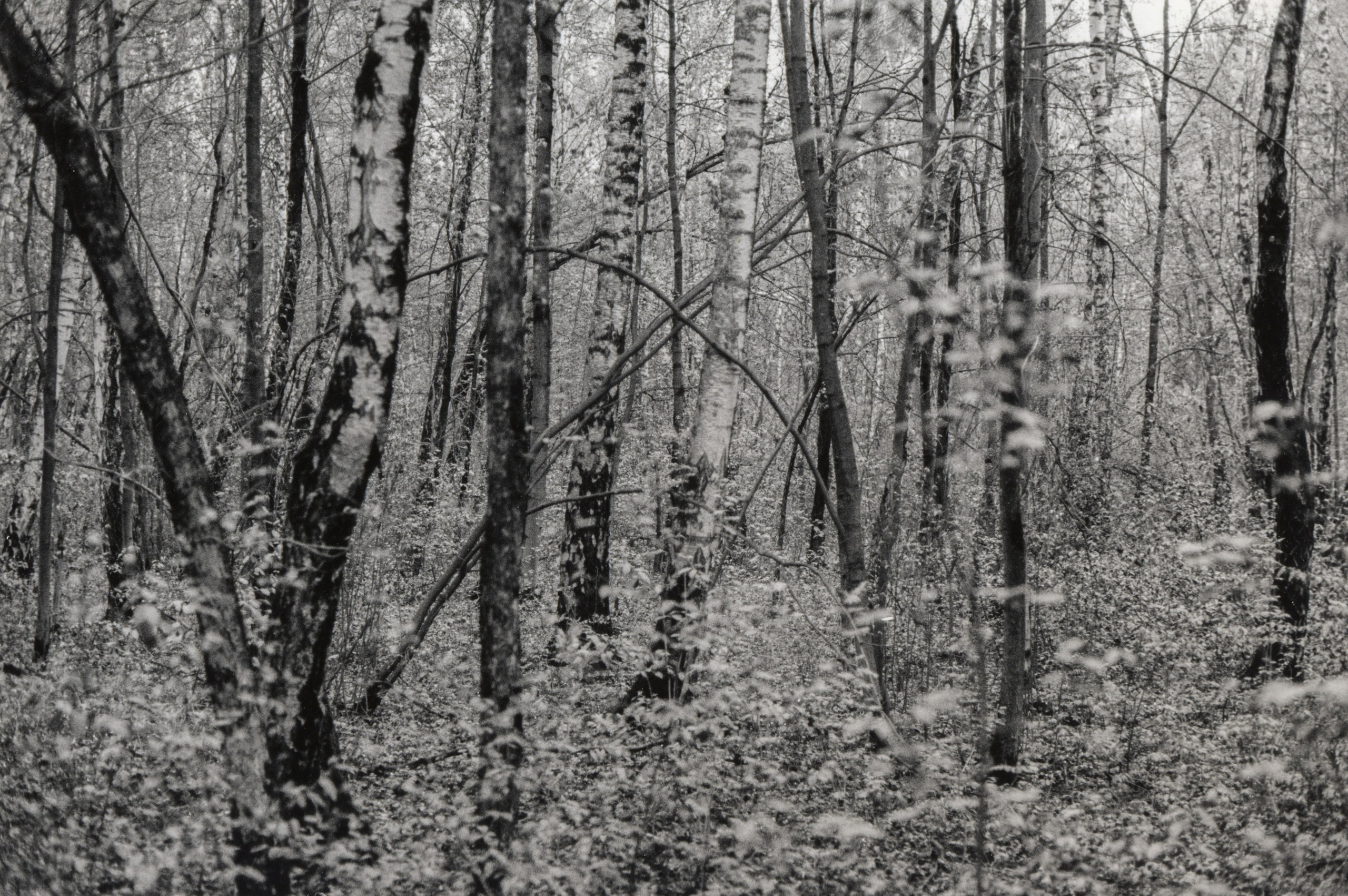 Prints. Maria Abdullaeva