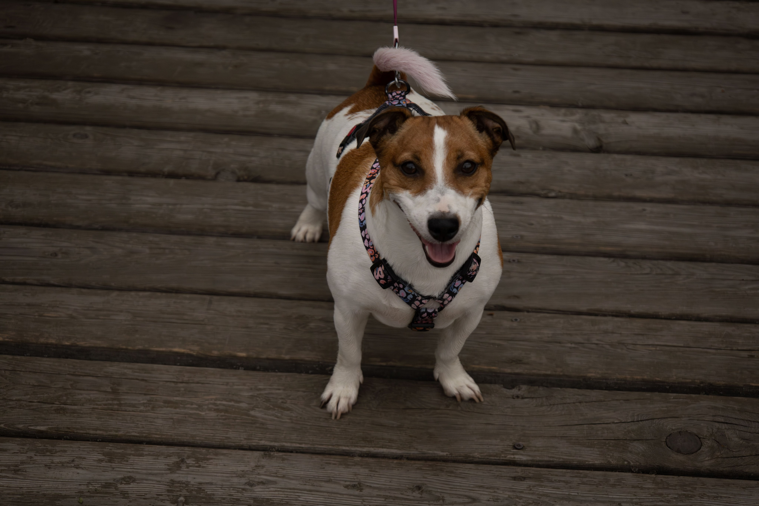 Моя маленькая спутница: Банни и Настя в Южнобутовском парке. Фотограф-анималист в Москве Екатерина Тихонова