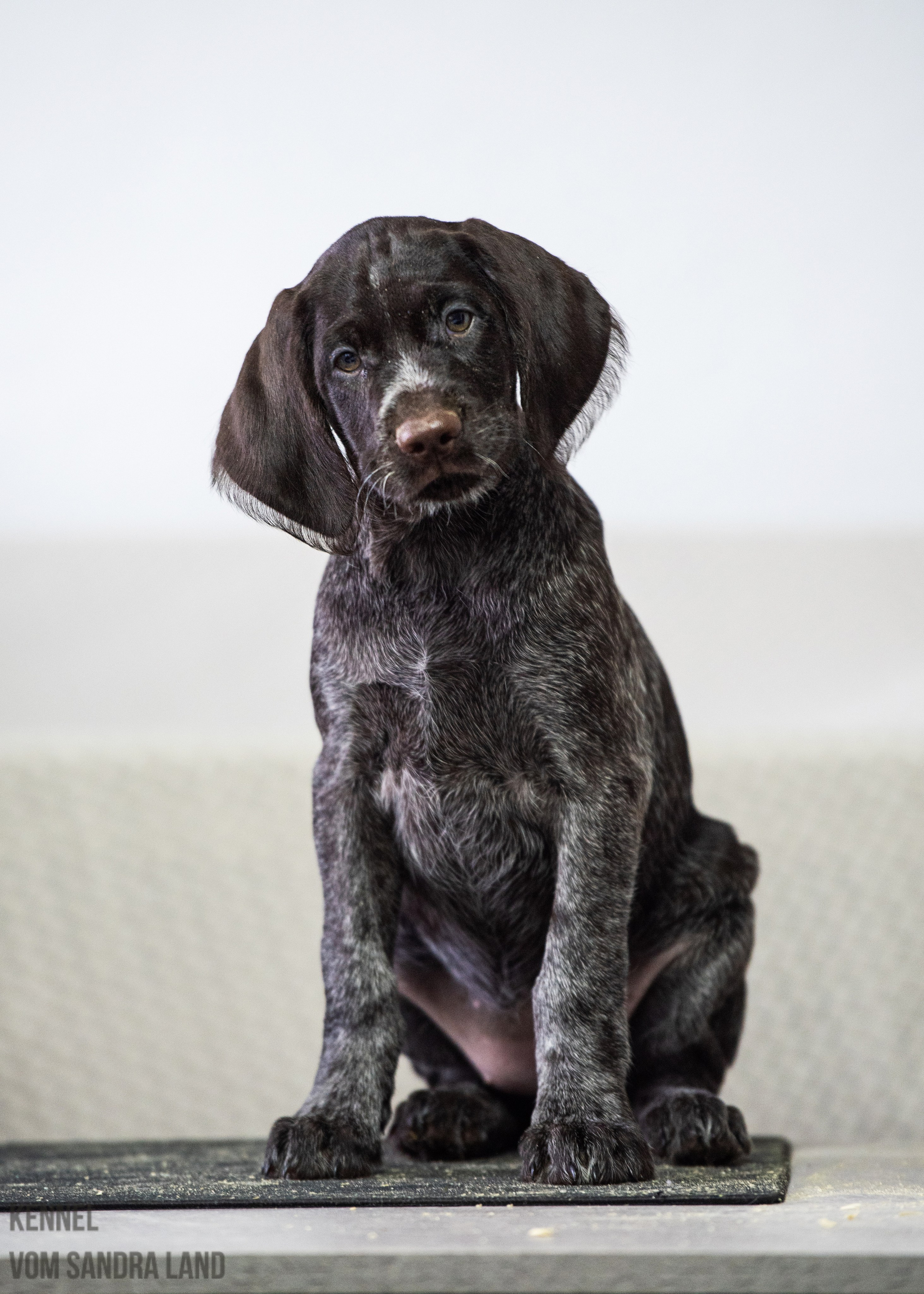 Венера вом Сандра Лэнд, Venera vom Sandra Land