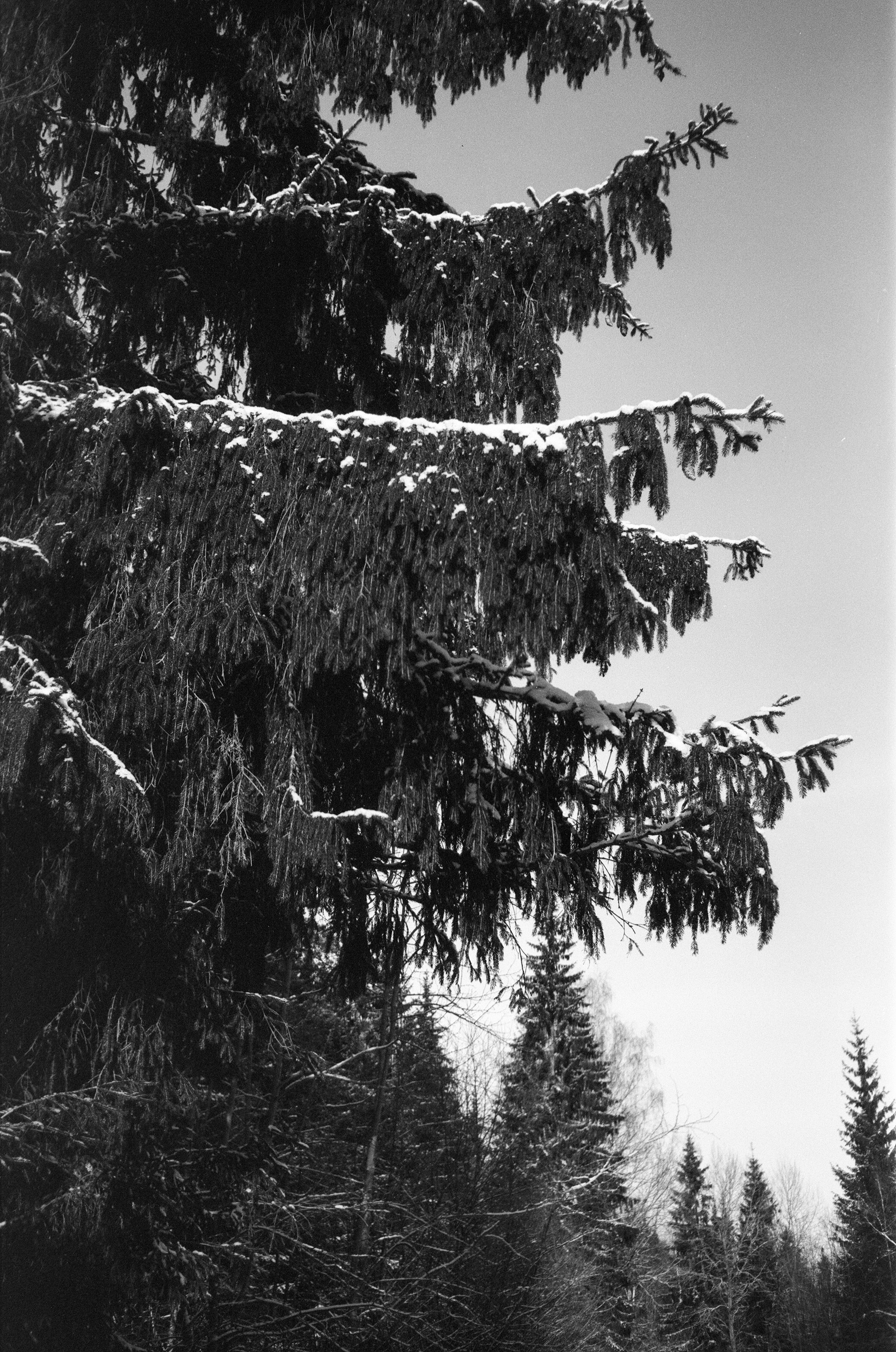 Minox 35GT / Тасма Т-25 ISO 100 / Давыдовское, Лукино