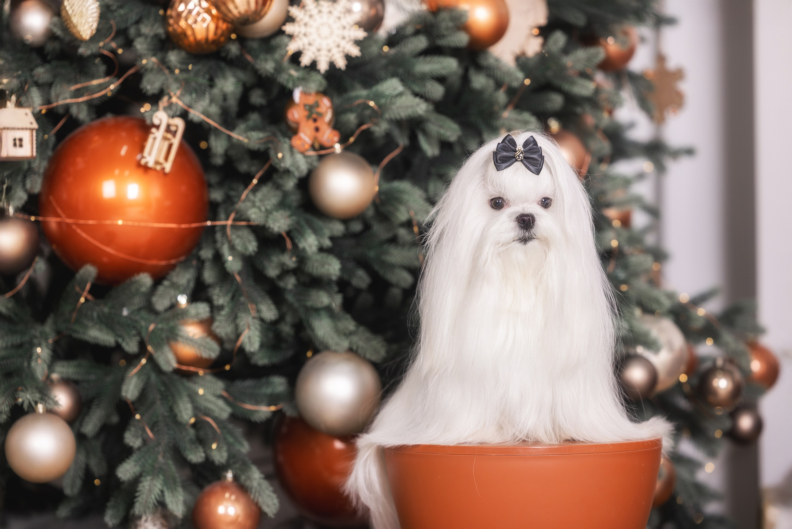 Фотограф Алена Звездина